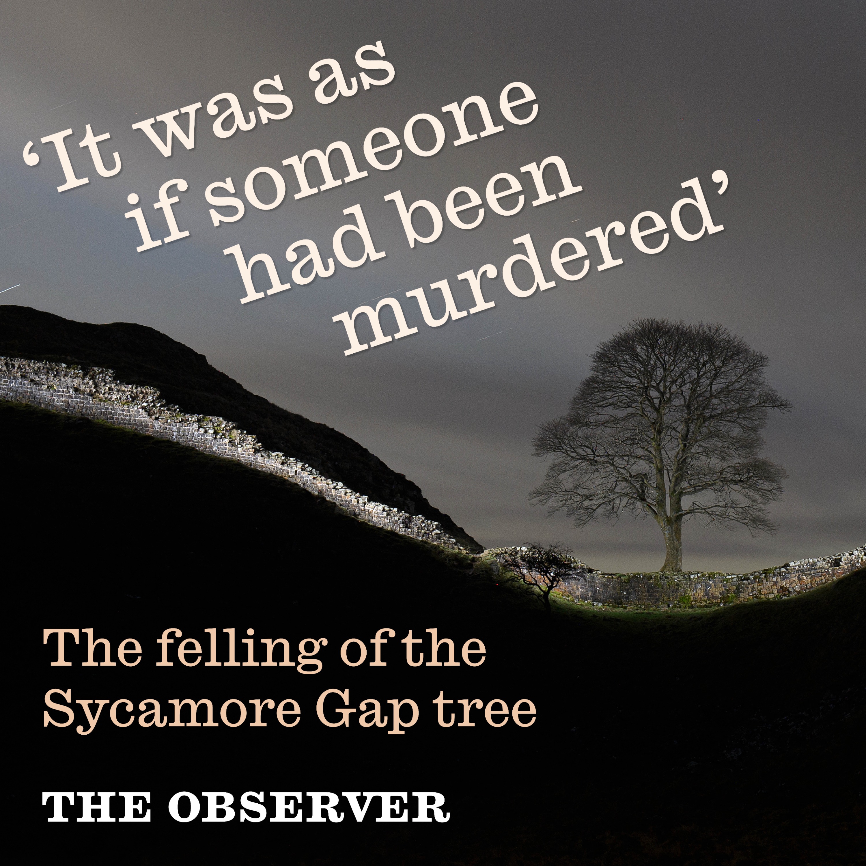 Sycamore Gap: felling of a tree