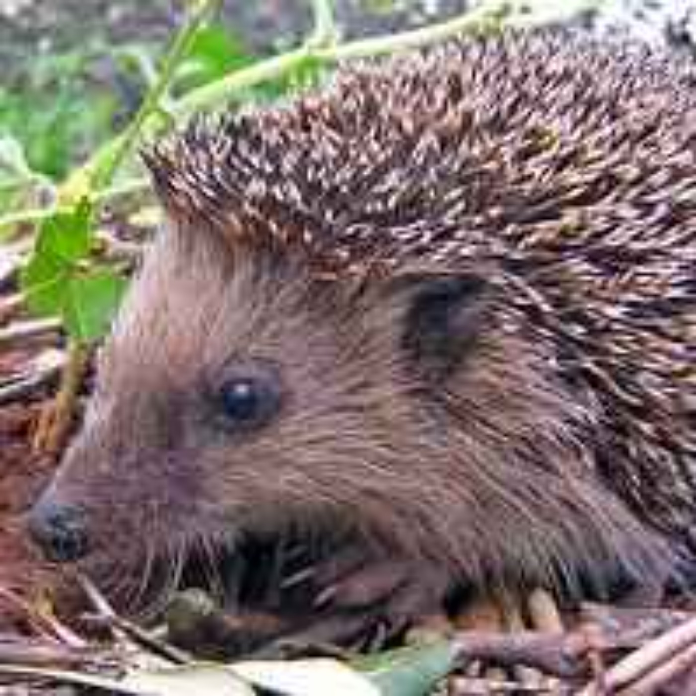 Hedgehog Survey Appeal episode artwork