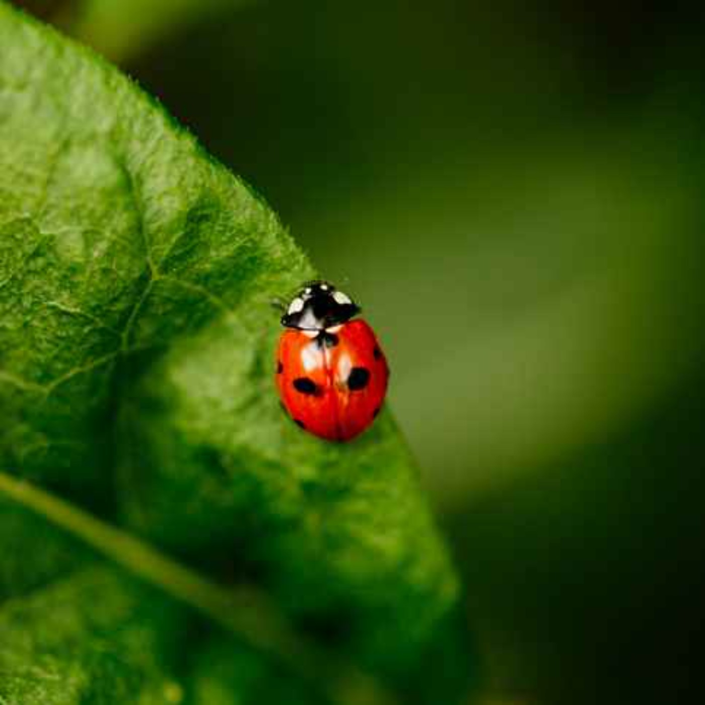 Thomas Quearney sends thousands of ladybirds to gardeners each week. episode artwork
