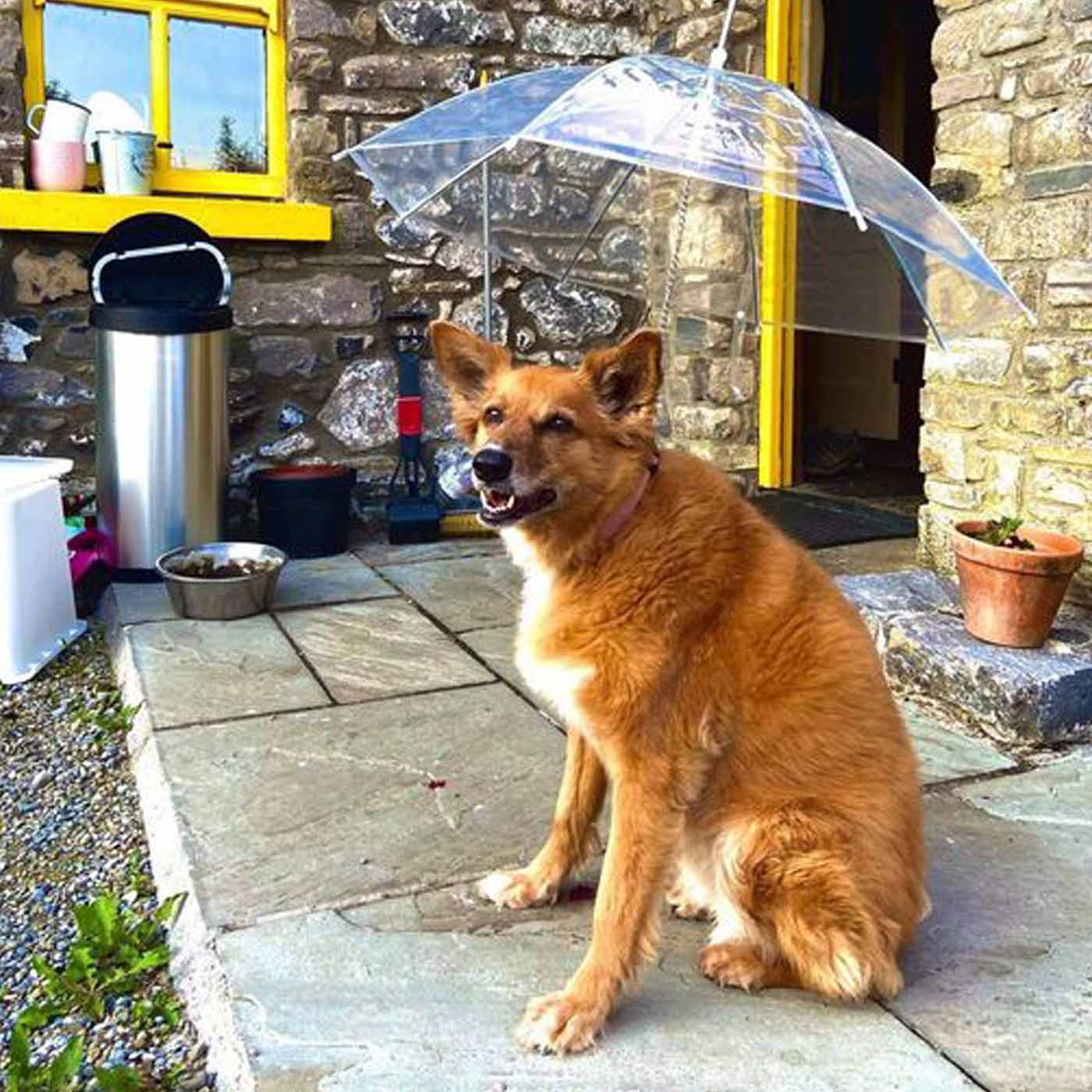 You Can Get Your Pet Dog An Umbrella Now episode artwork