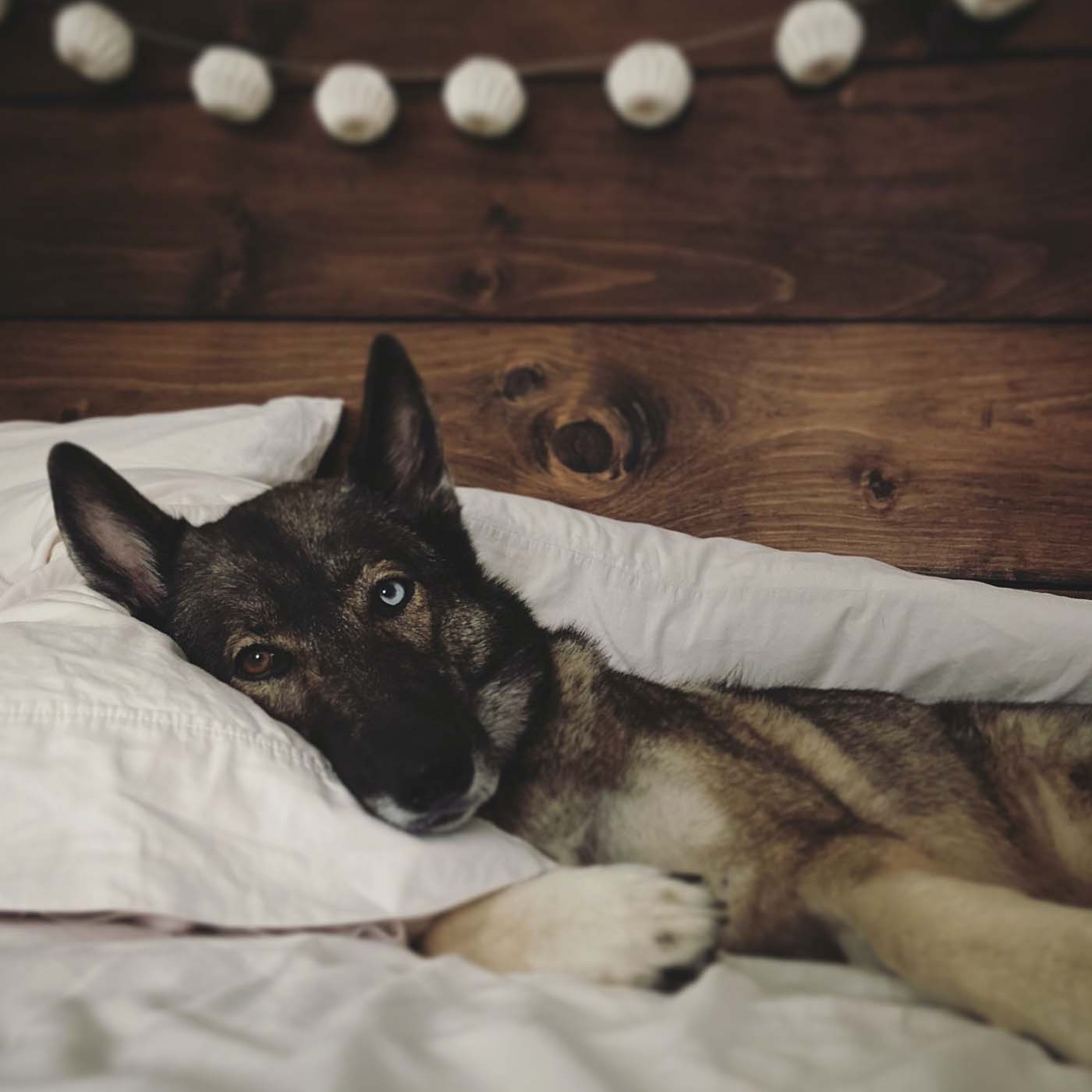 Study Shows Dogs Can Understand Your Intentions episode artwork