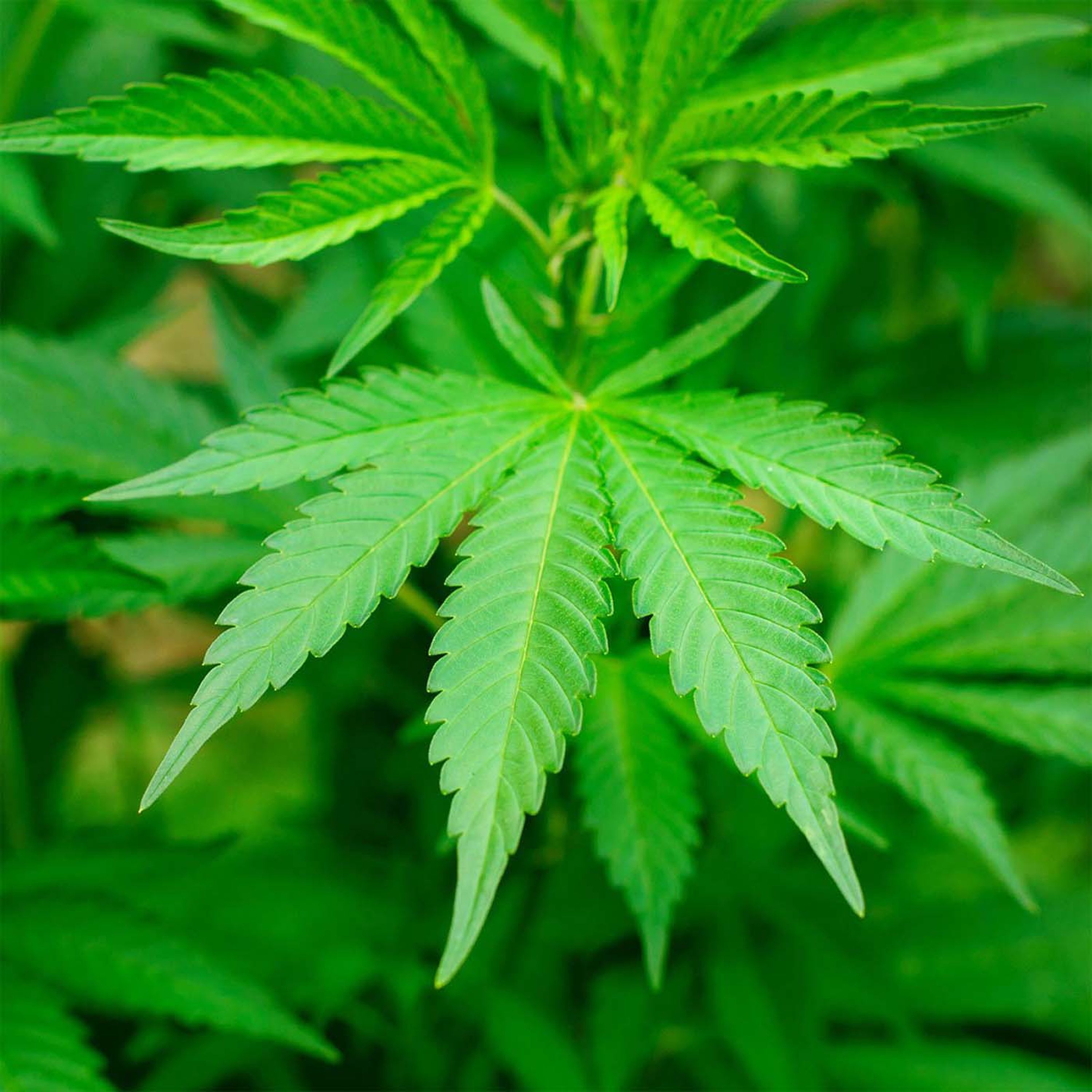 How Cannabis Could Play A Role In The Covid Fight episode artwork
