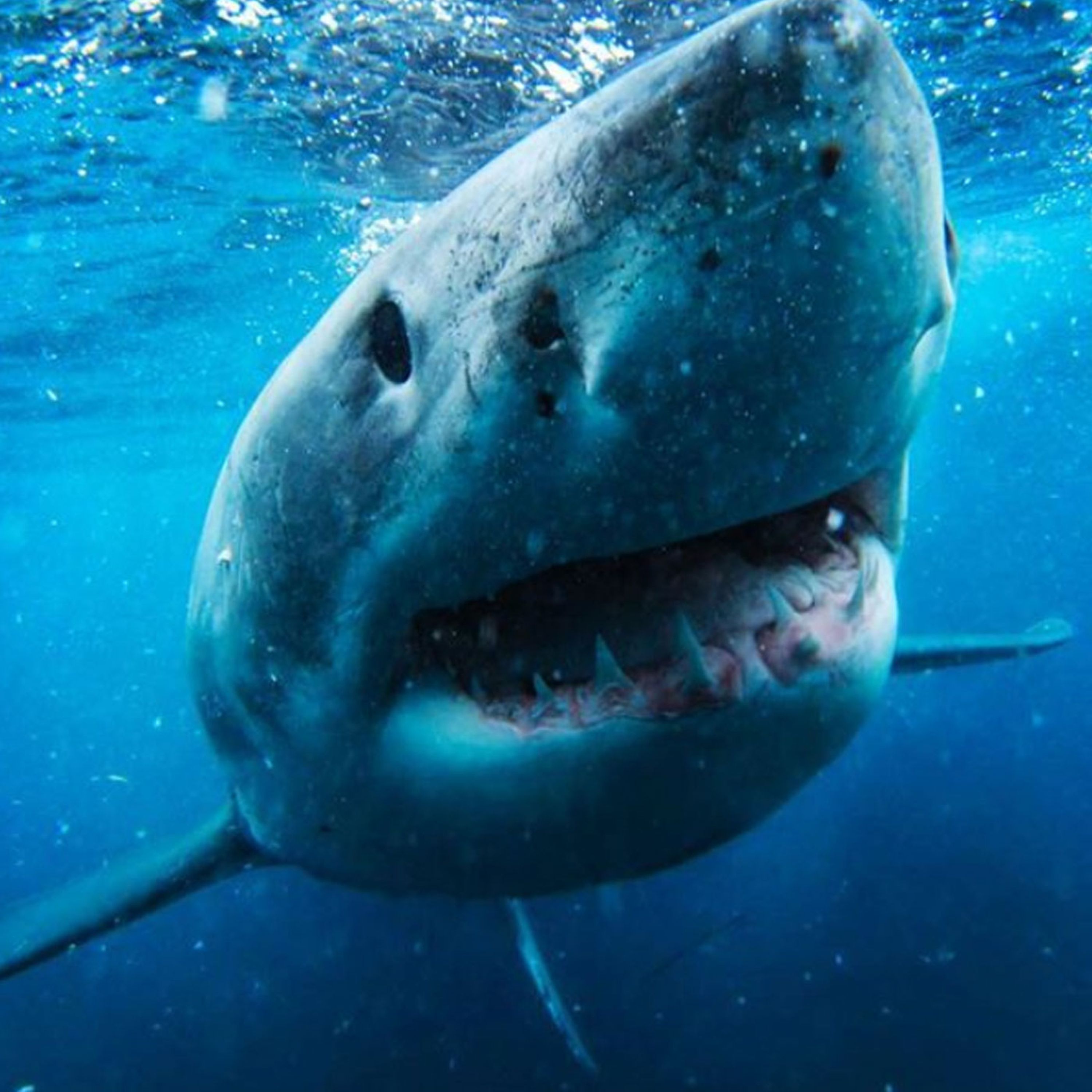 INSANE: This Guys Swims With Great White Sharks Daily! episode artwork
