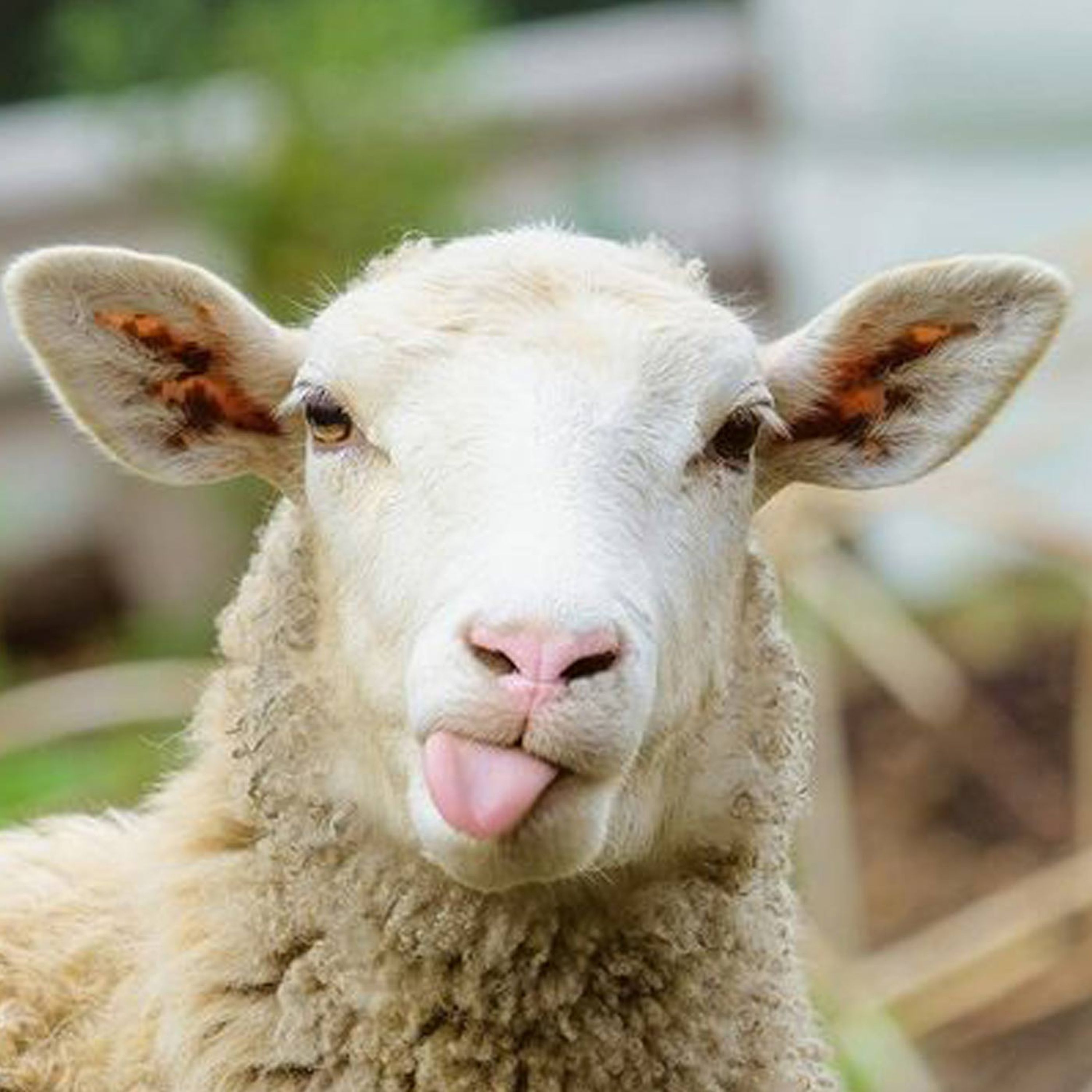What Happens Why You Give Sheep Ketamine? episode artwork