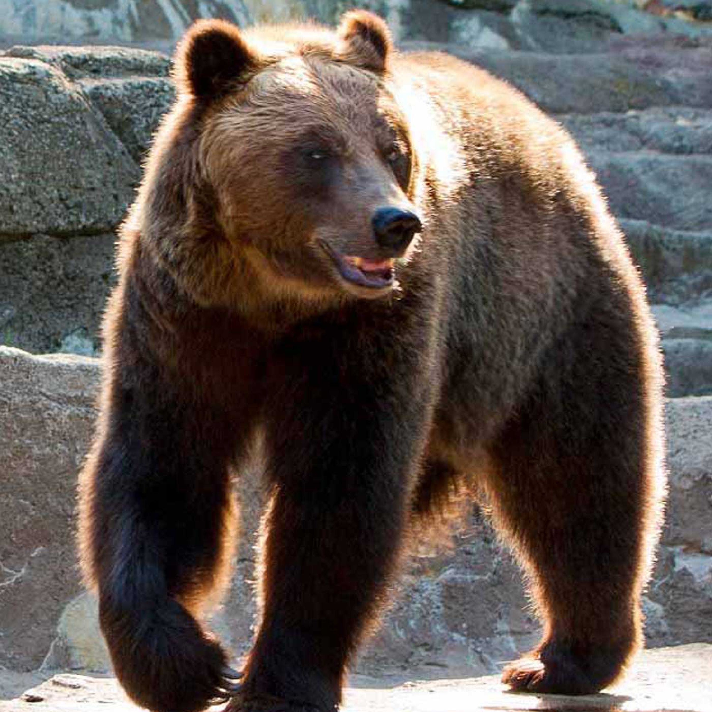 Man Fined €7300 For Wrestling A Bear Without A Face Mask episode artwork