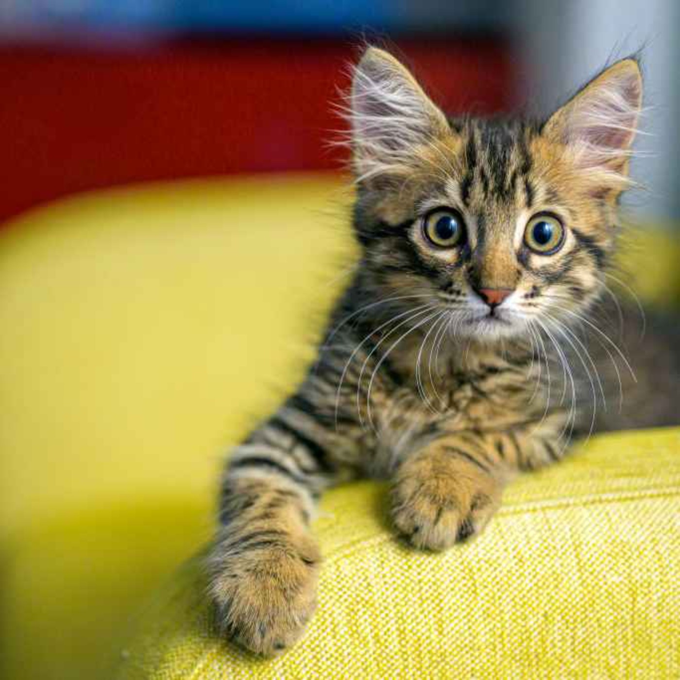 5424: LISTEN¦ Should animal cruelty be met with harsher punishments? Online cat torture rings, sharing videos of animals being mutilated and killed have spread to the UK, with two teens appearing in court in London. Frank spoke to Siobhan from the USPCA