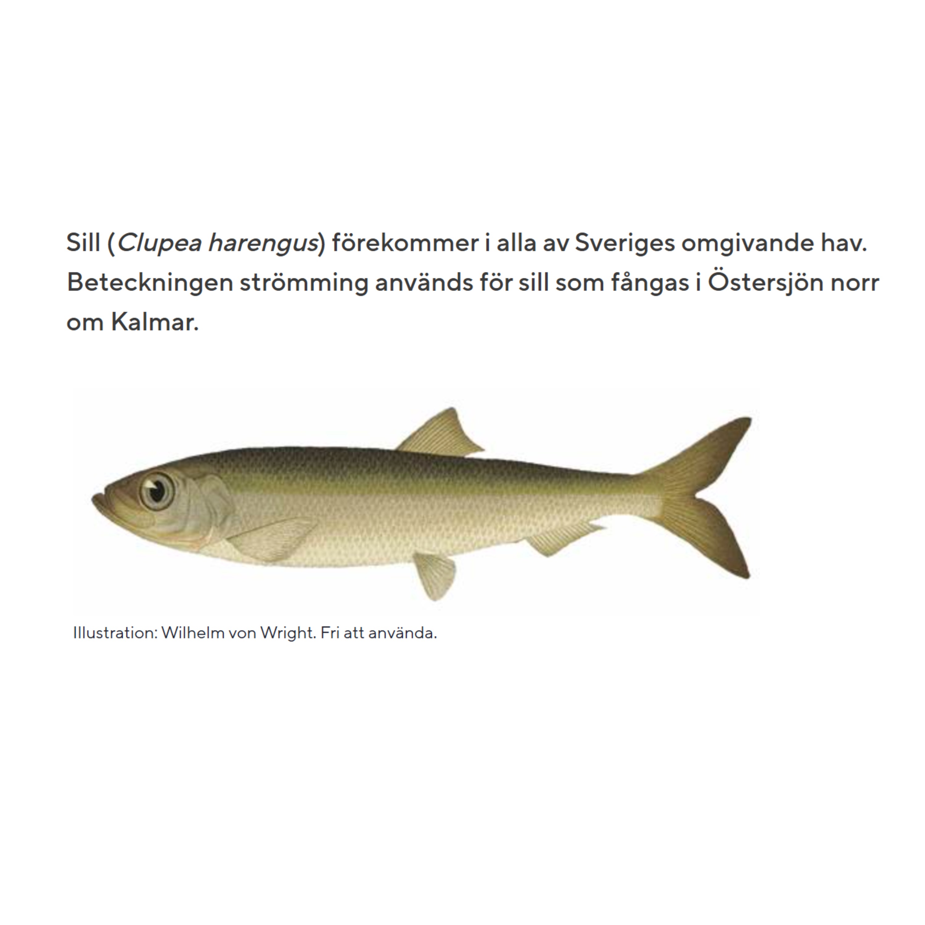 73. Håkan Juholts sillfana episode artwork