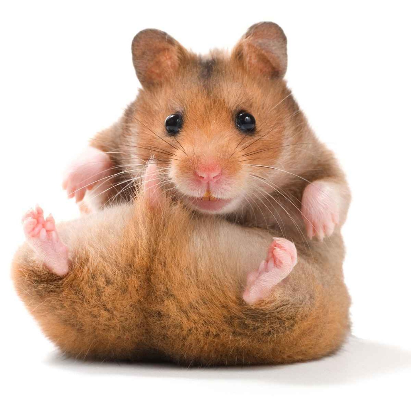 82. Hamsterförsäljare episode artwork
