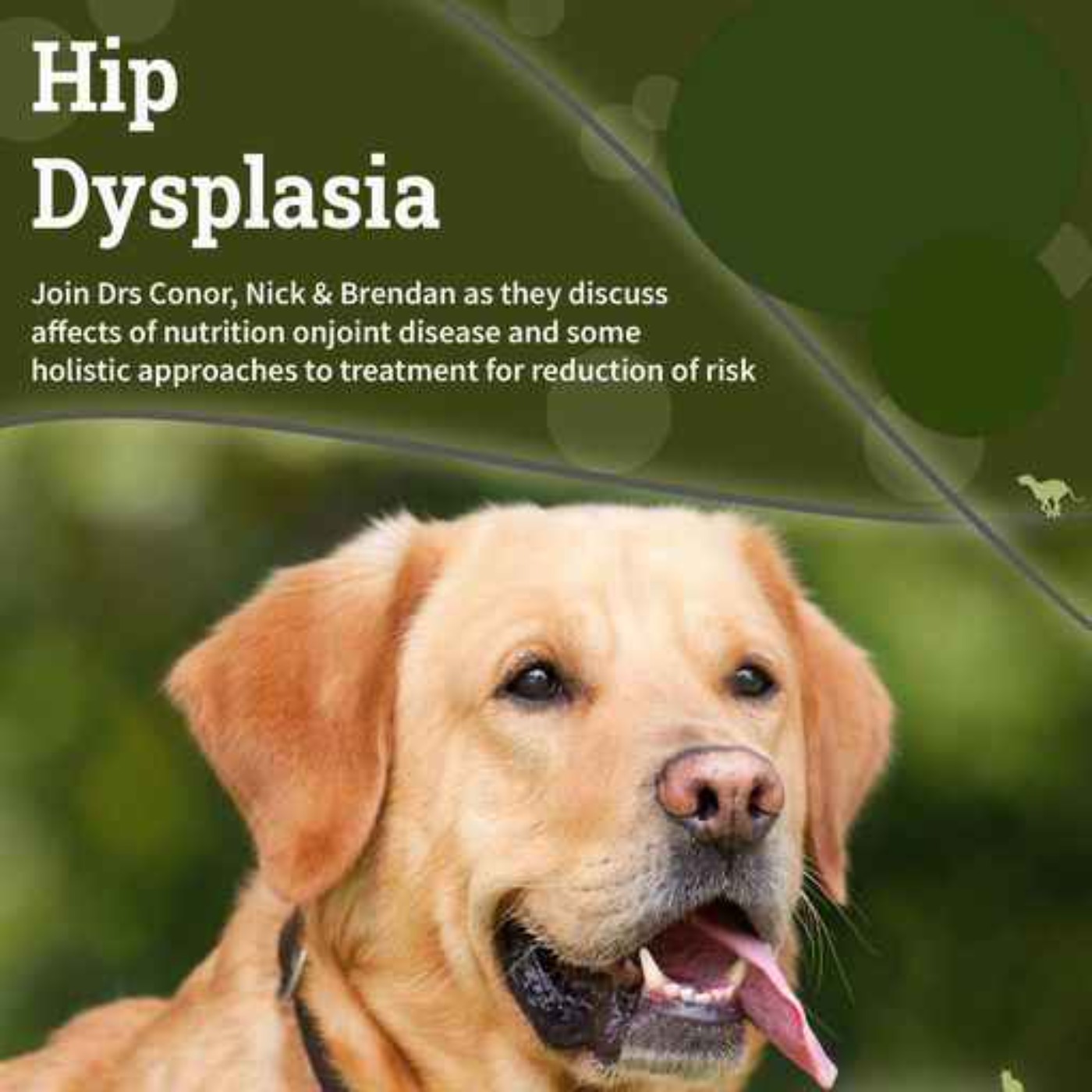 Hip Dysplasia