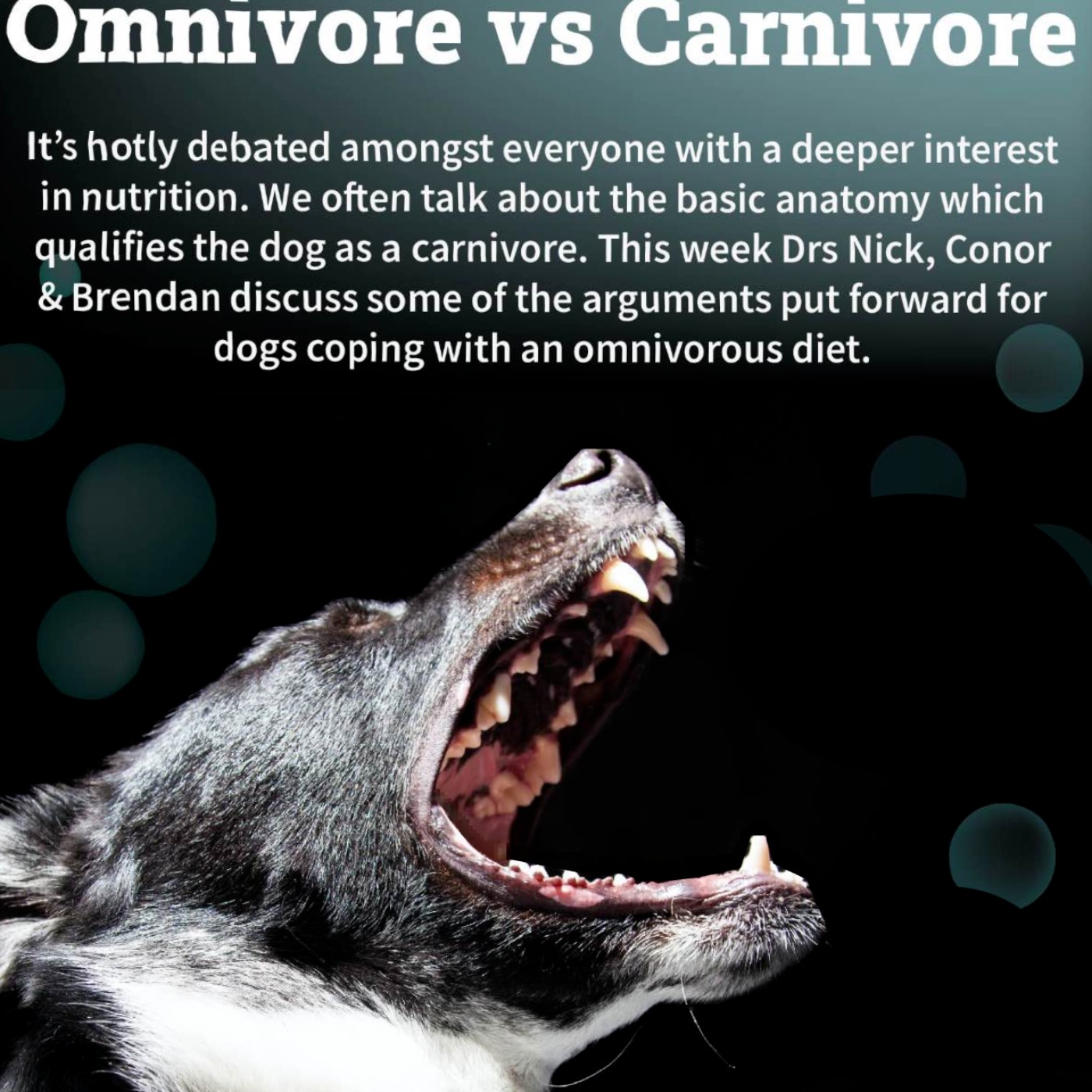 Carnivore Vs Omnivore