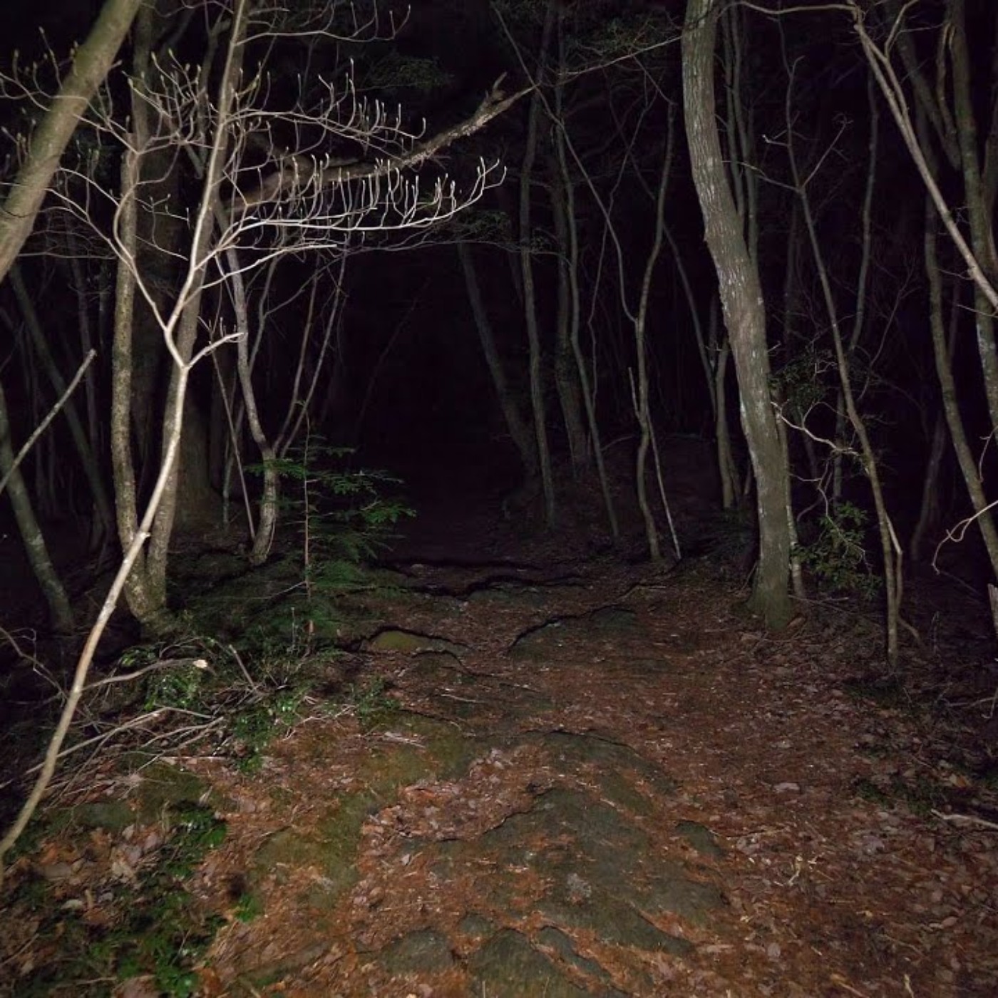 No debí salir al bosque esa noche (Y más relatos aterradores)
