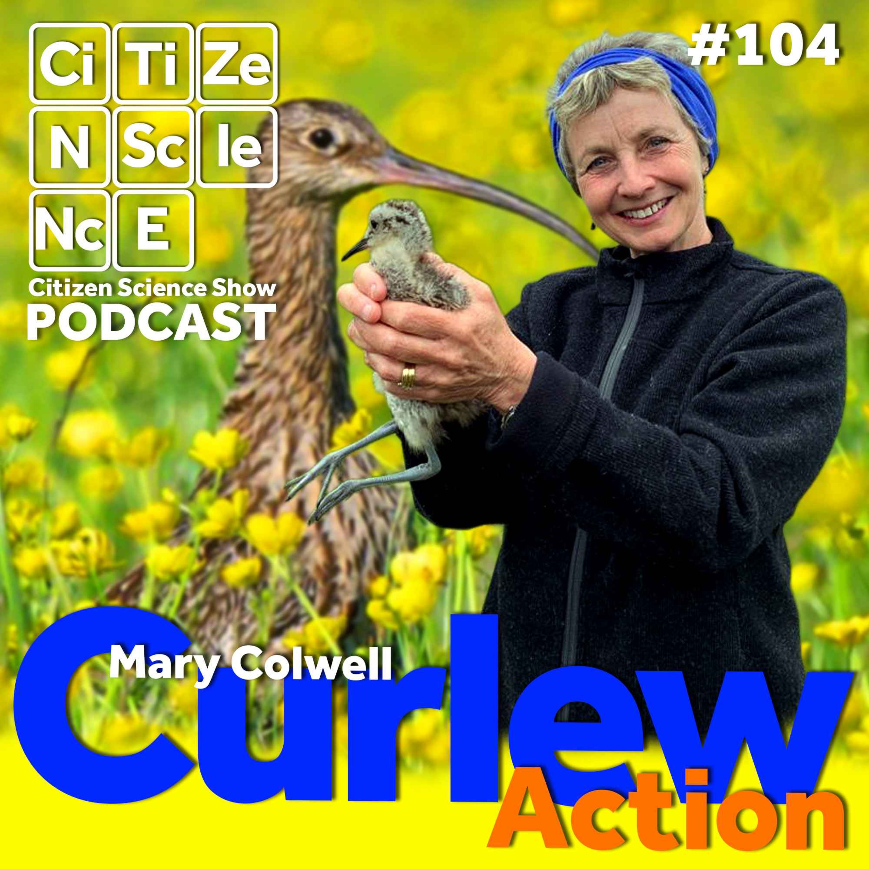 #104 The Voice That Stops the World: A Life Devoted to the Curlew with Mary Colwell episode artwork