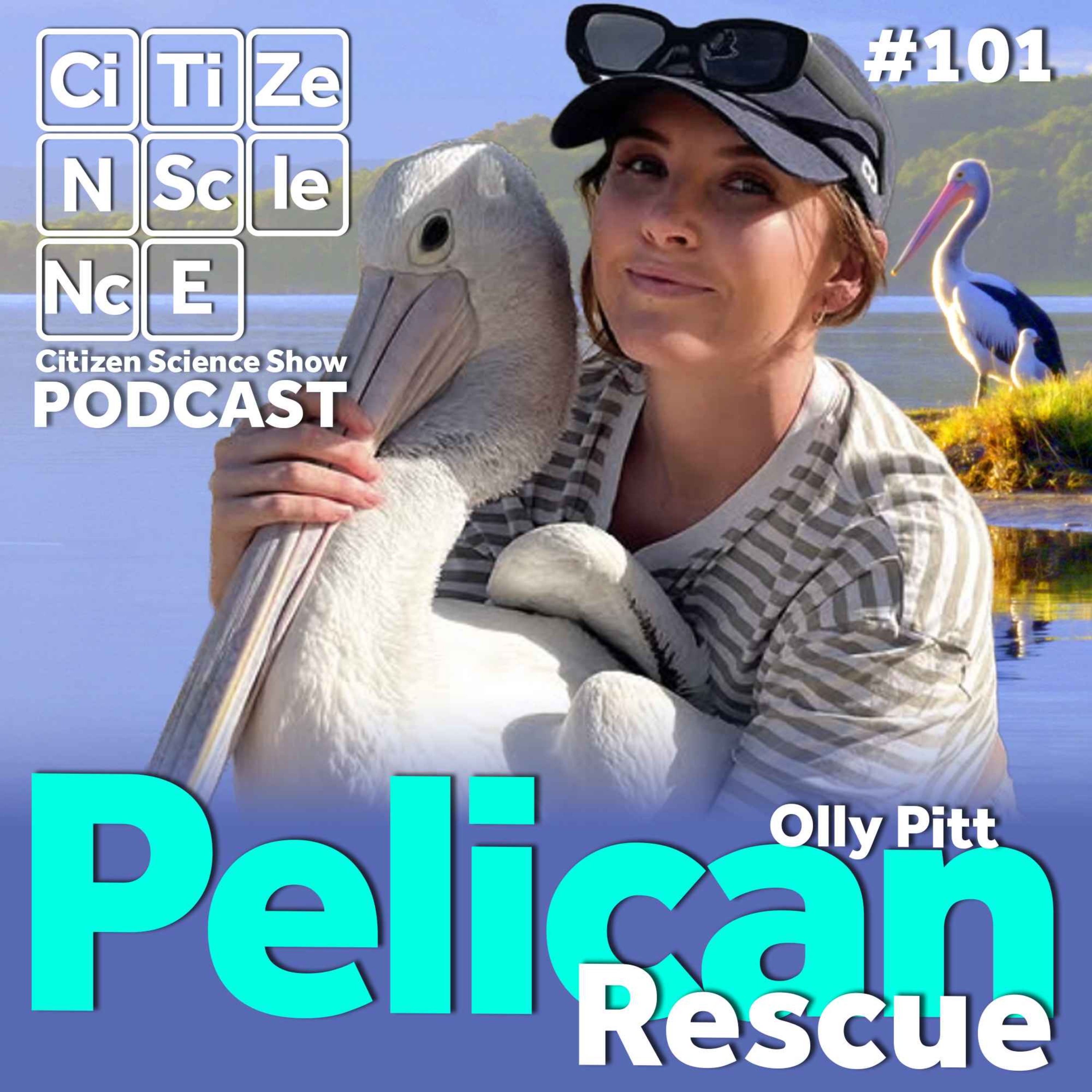 #101 Counting for Conservation: A National Effort to Watch Over Australia’s Pelicans with Olly Pitt episode artwork