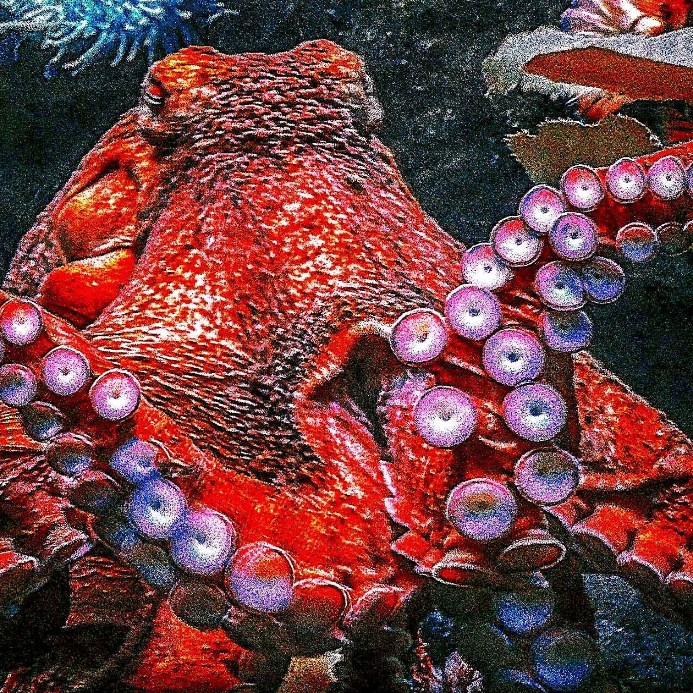 Little Sister, Giant Octopus thumbnail