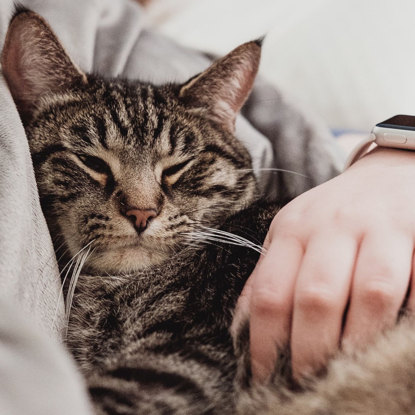 Nothing About Cats thumbnail