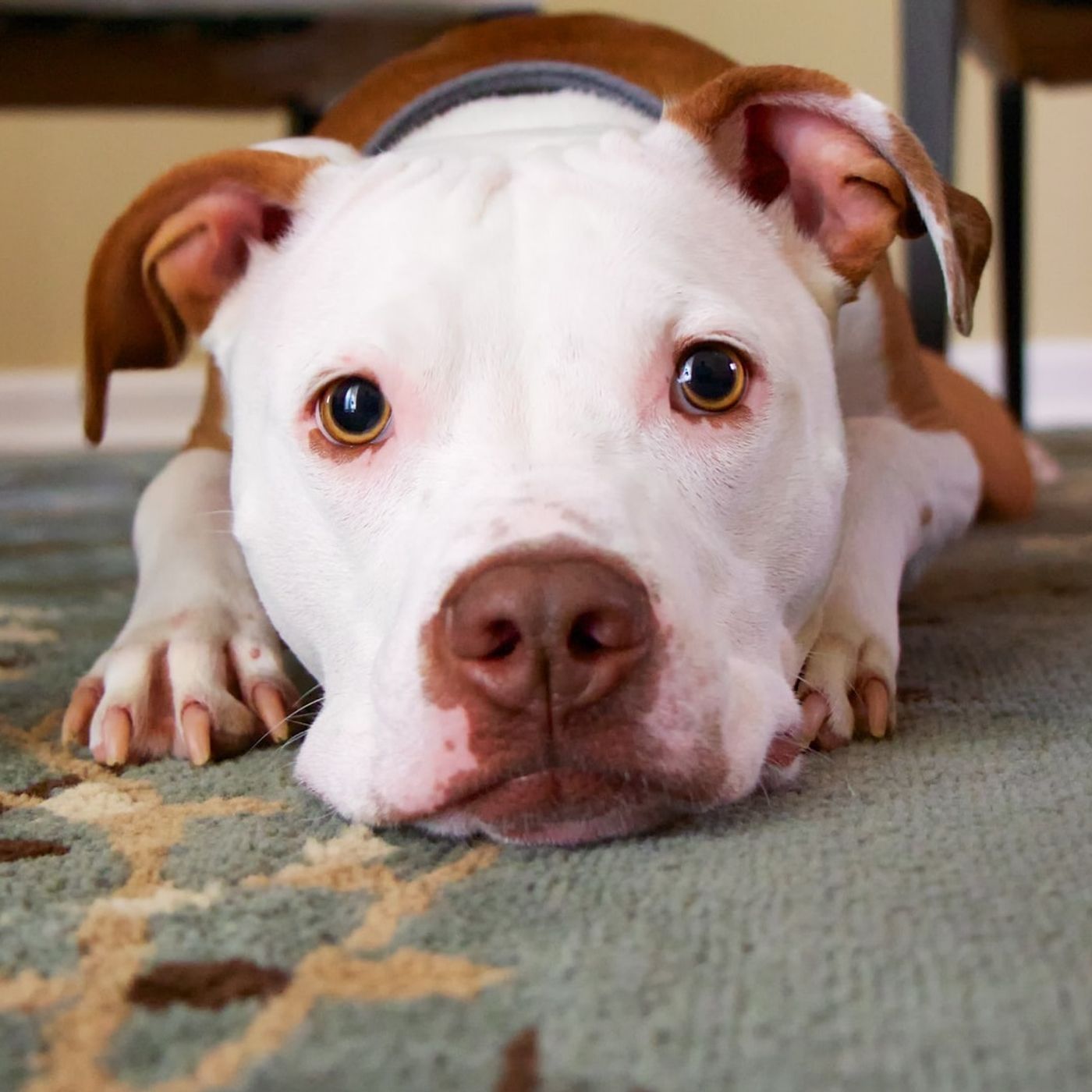 My Dog Is My Roommate thumbnail