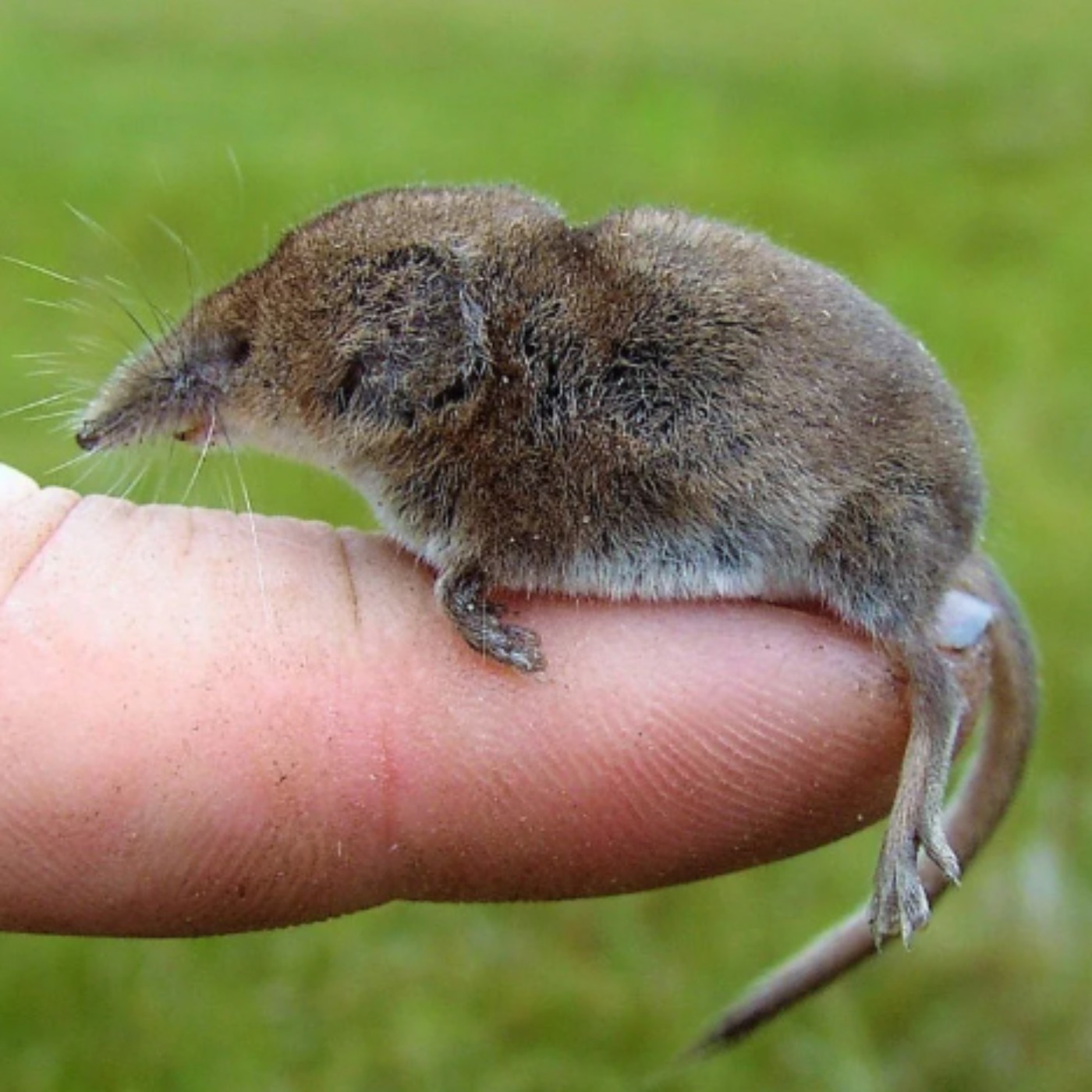 Towards a thesis on the disproportionately gigantic penis of the Shrew