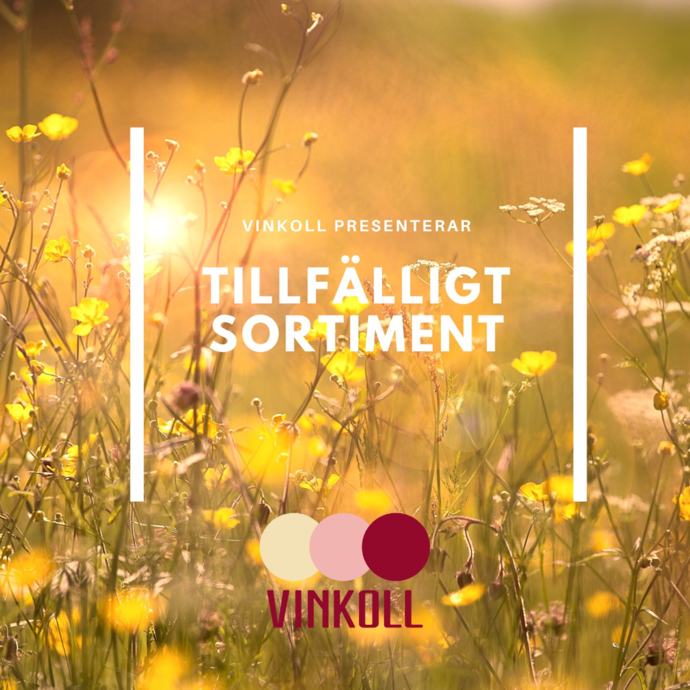 Vinkoll