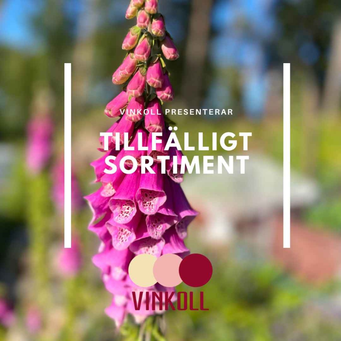 Vinkoll