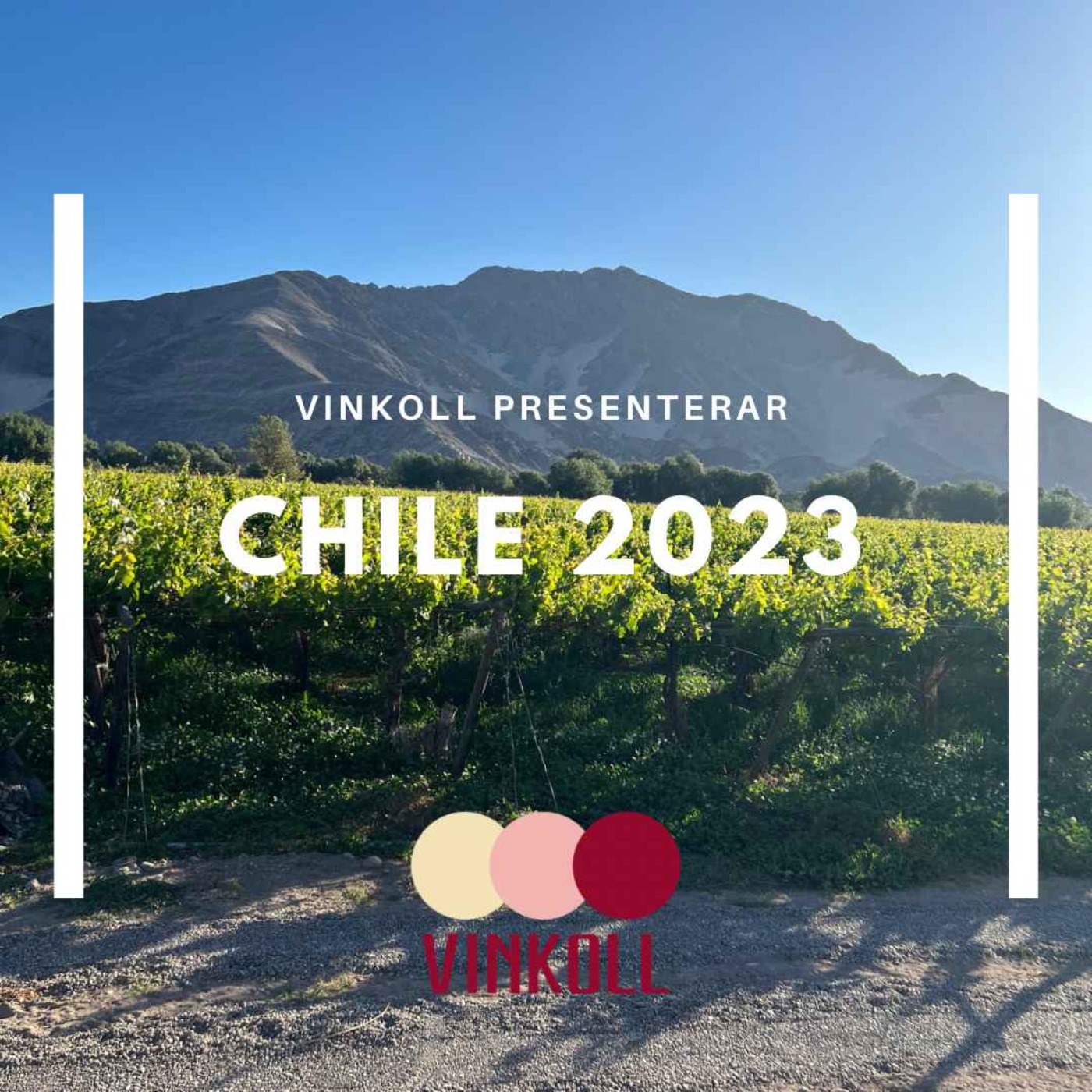 Vinkoll