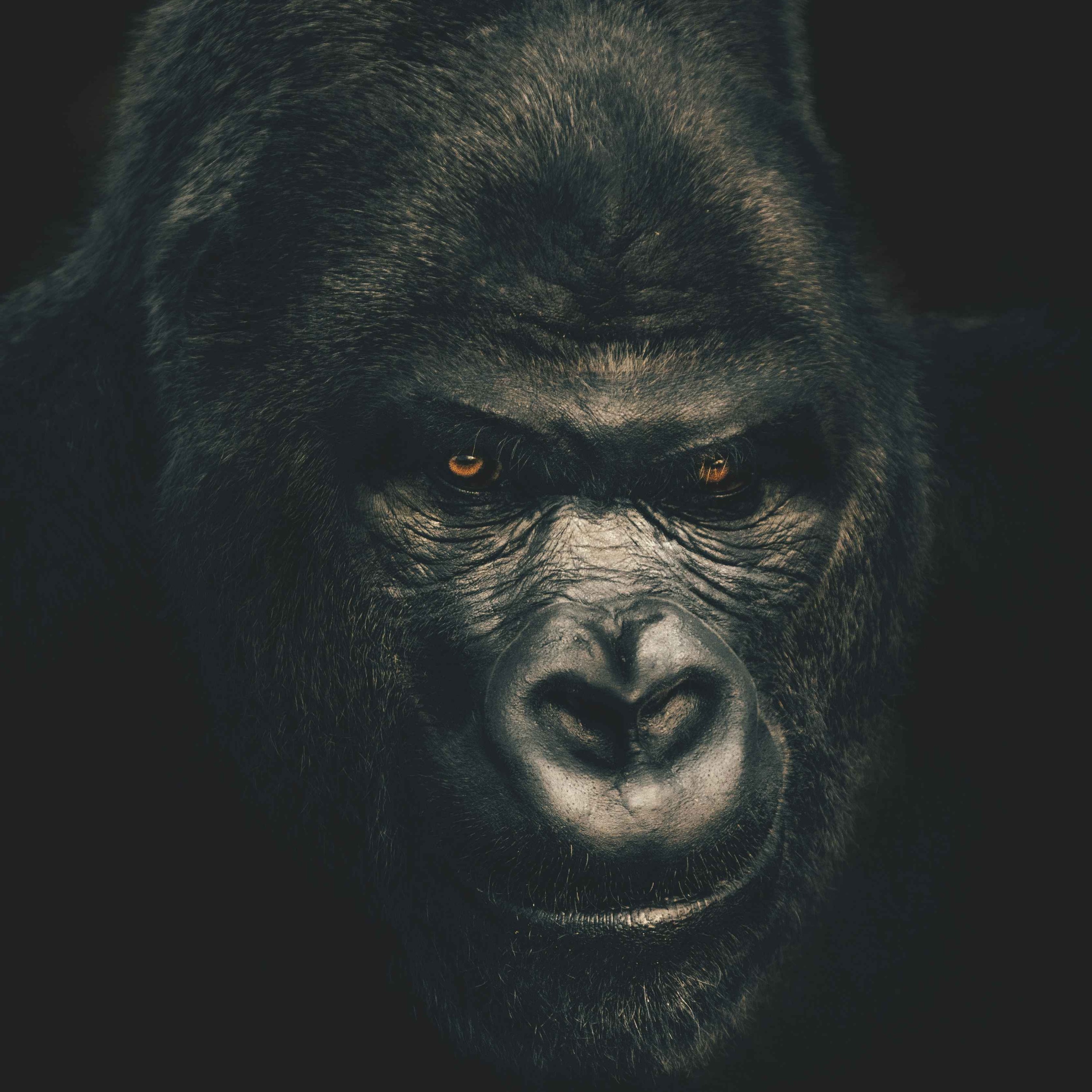Gorilla Billboard-illa -- The Miserable Mill Ch. 1 episode artwork