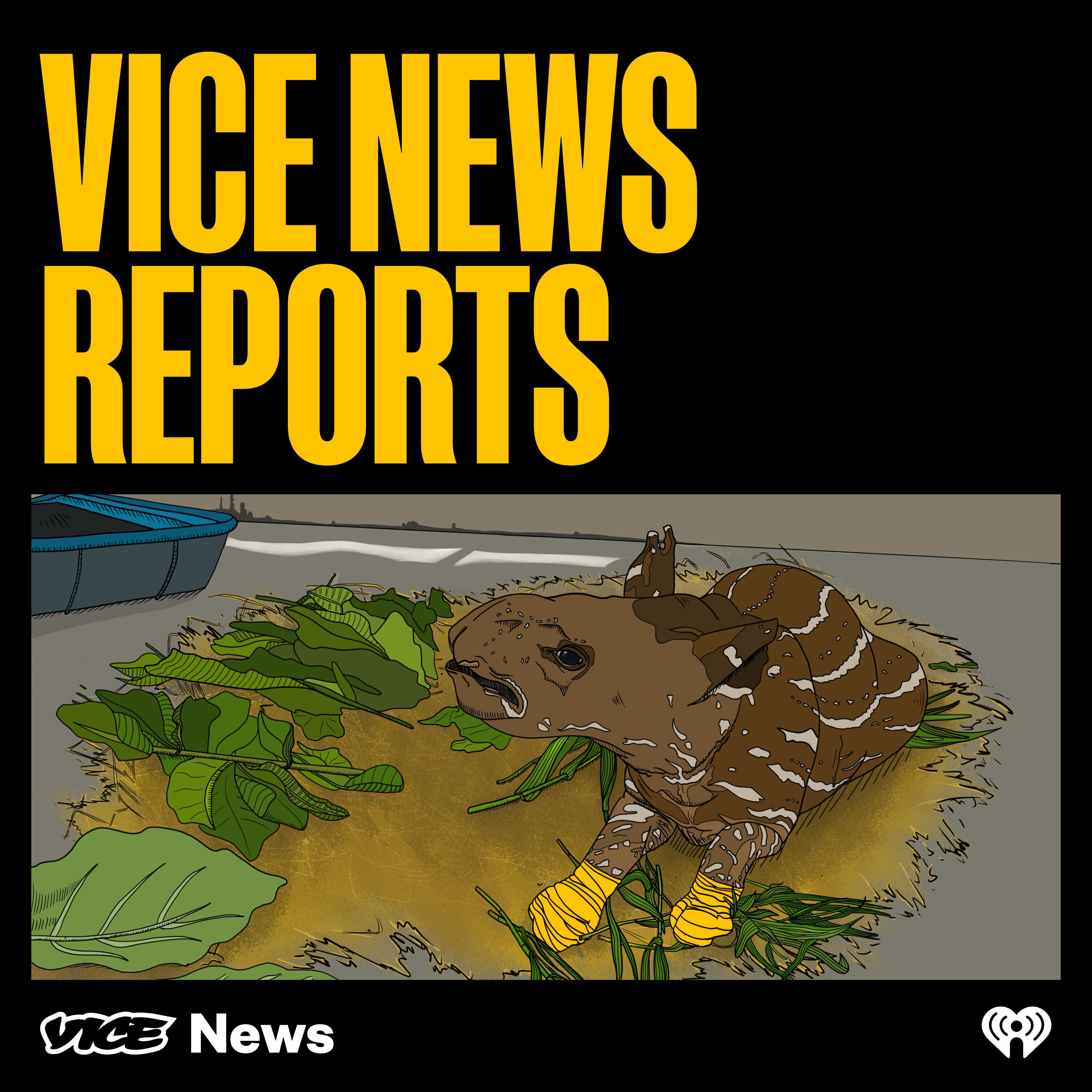 VICE News Reports