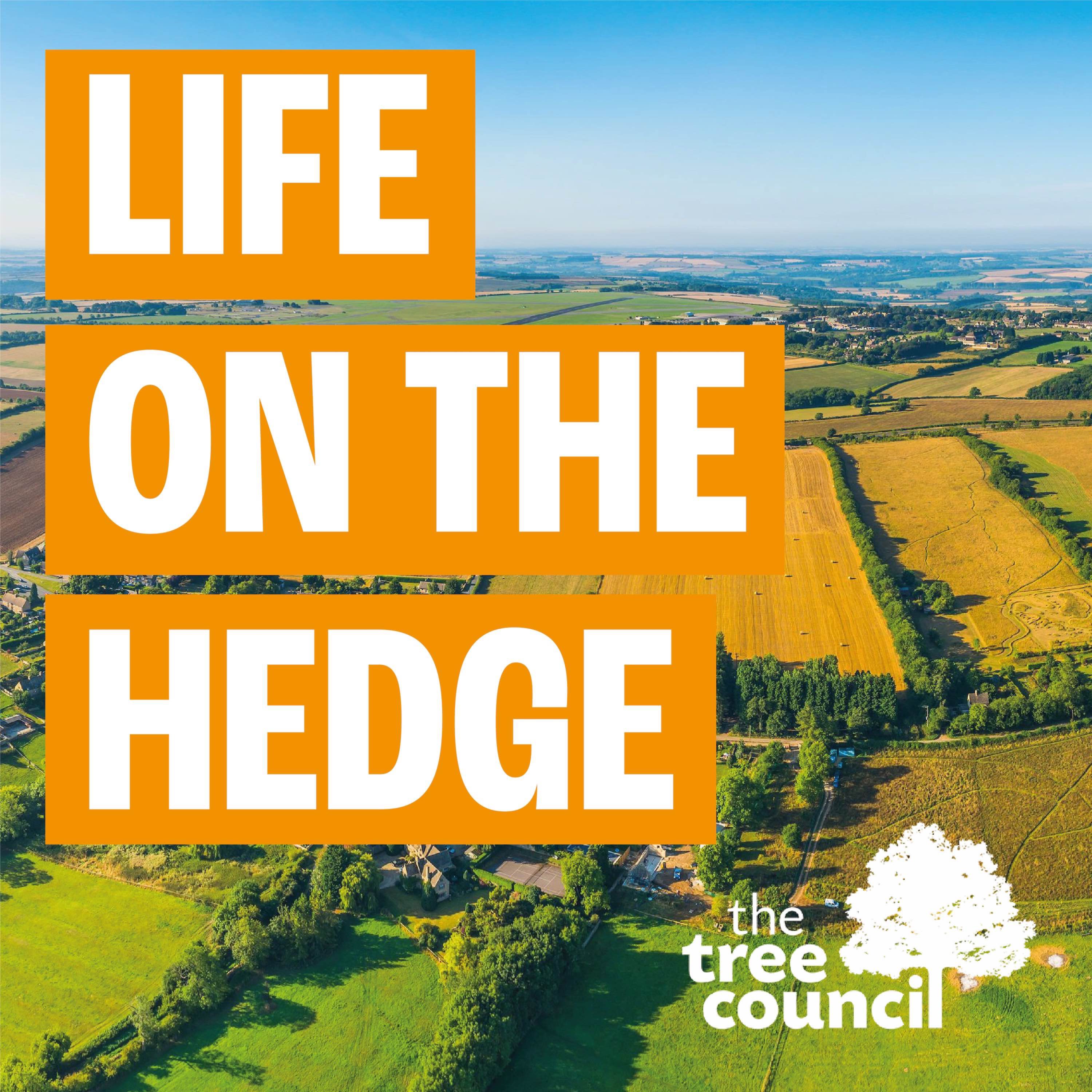 Life On The Hedge Set Off On A Journey Towards A Blossoming Career In 