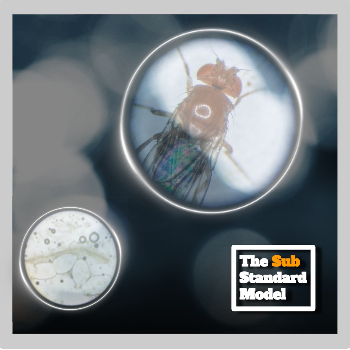 Do Fruit Flies Dream of Banana Sheep?: Sleep and The Brain (Part 1) episode artwork