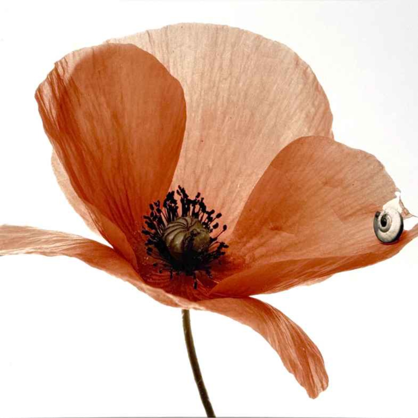 Les tableaux photographiques de Denis Brihat