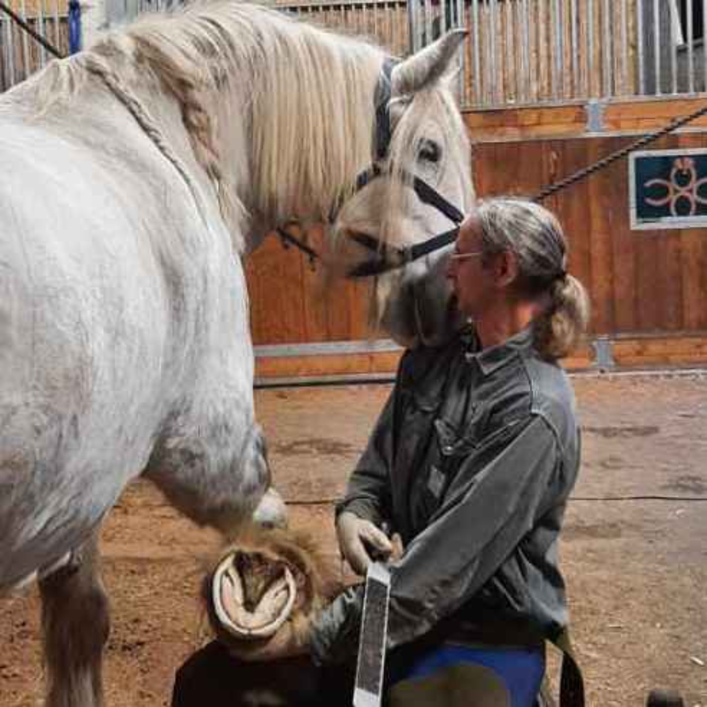 Your Horse Psychologist
