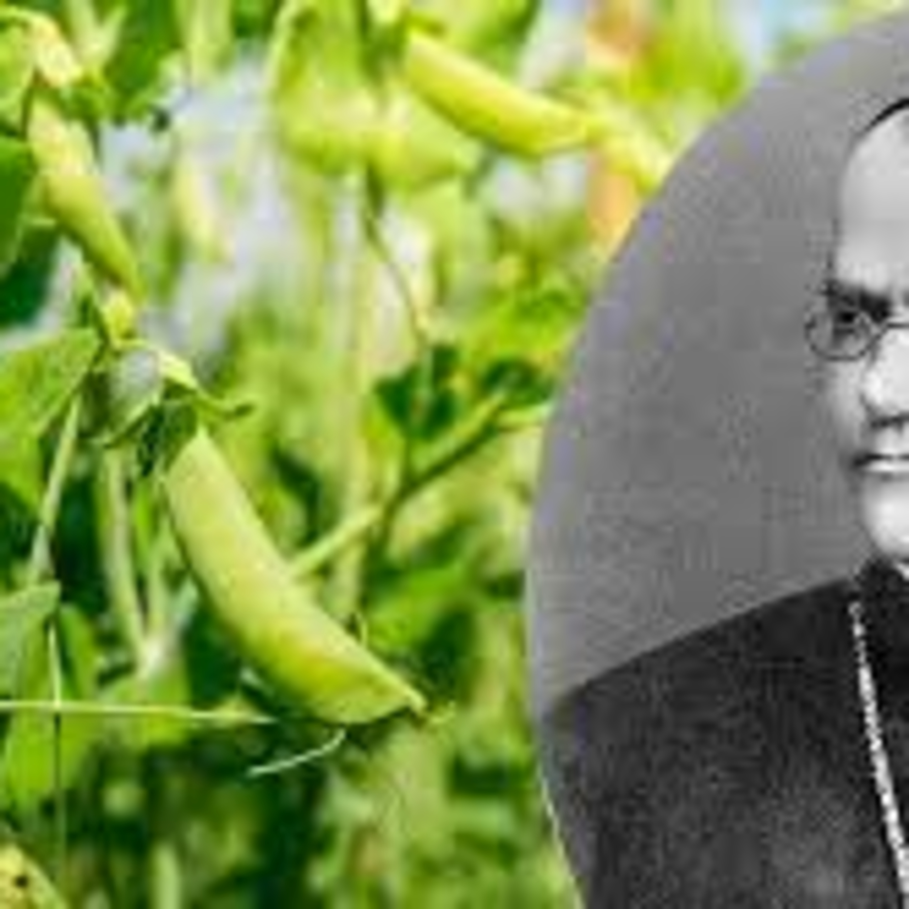 مندل