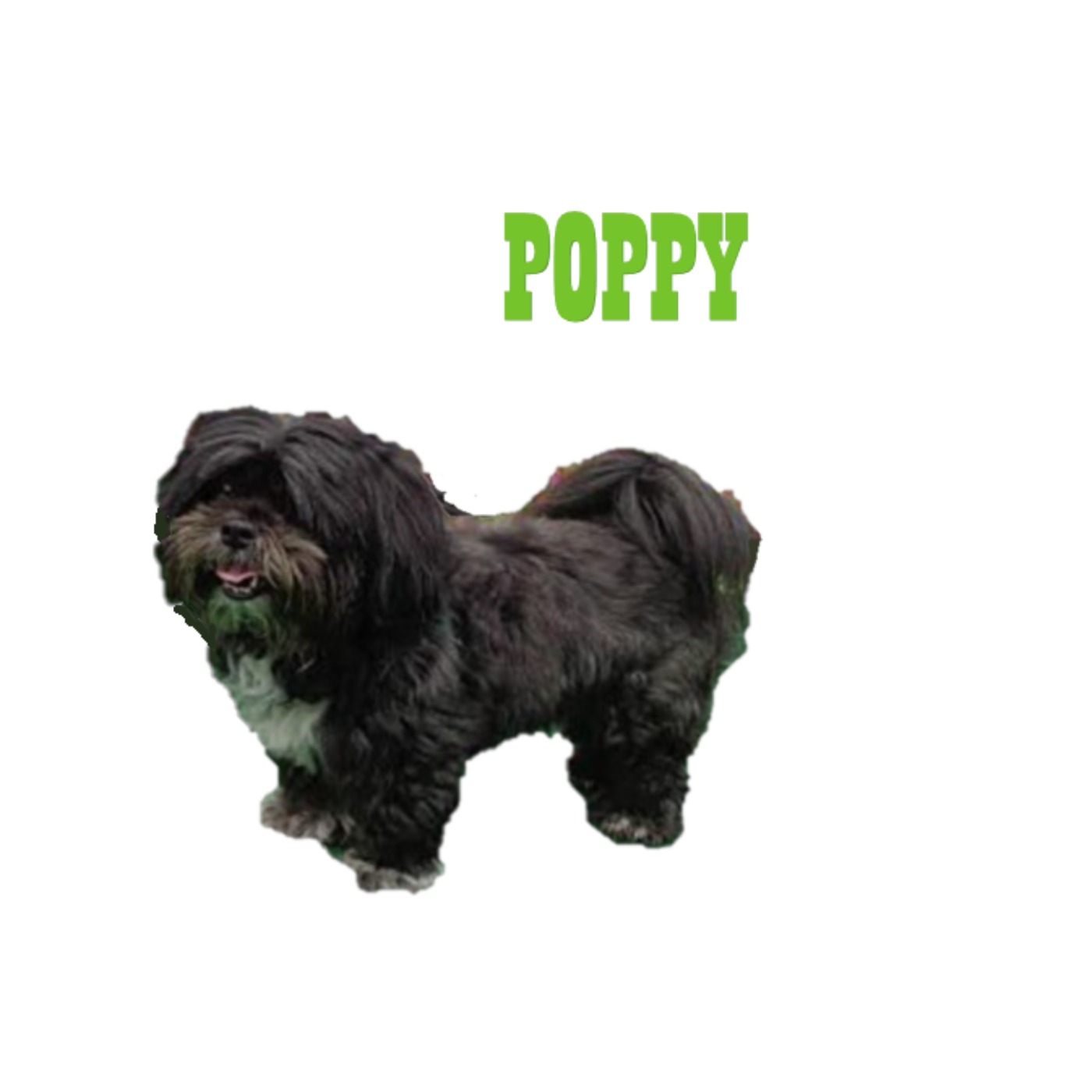 cover art for 'For Poppy'