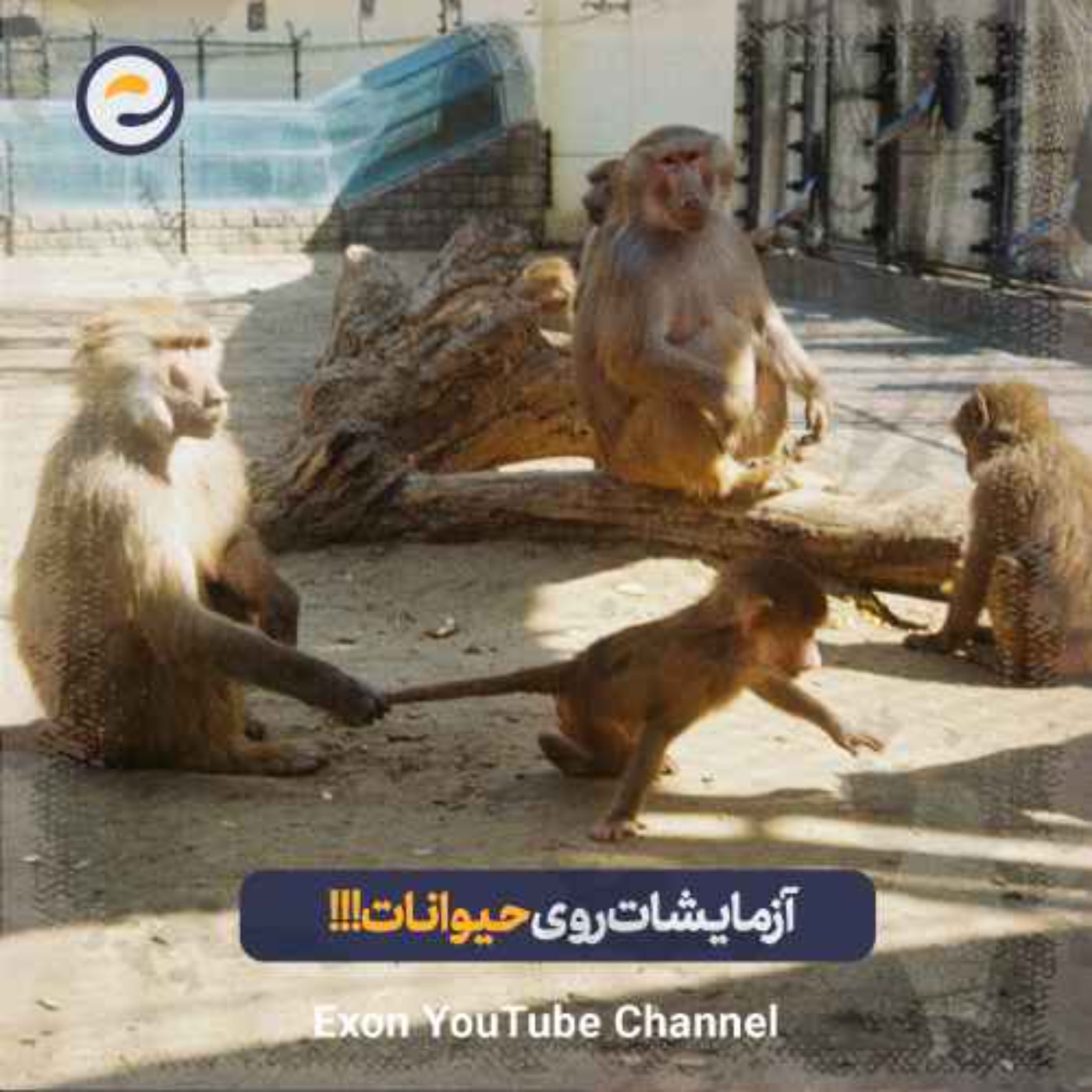 عجیب‌ترین و وحشتناک‌ترین موارد آزمایش بر روی حیوانات در تاریخ