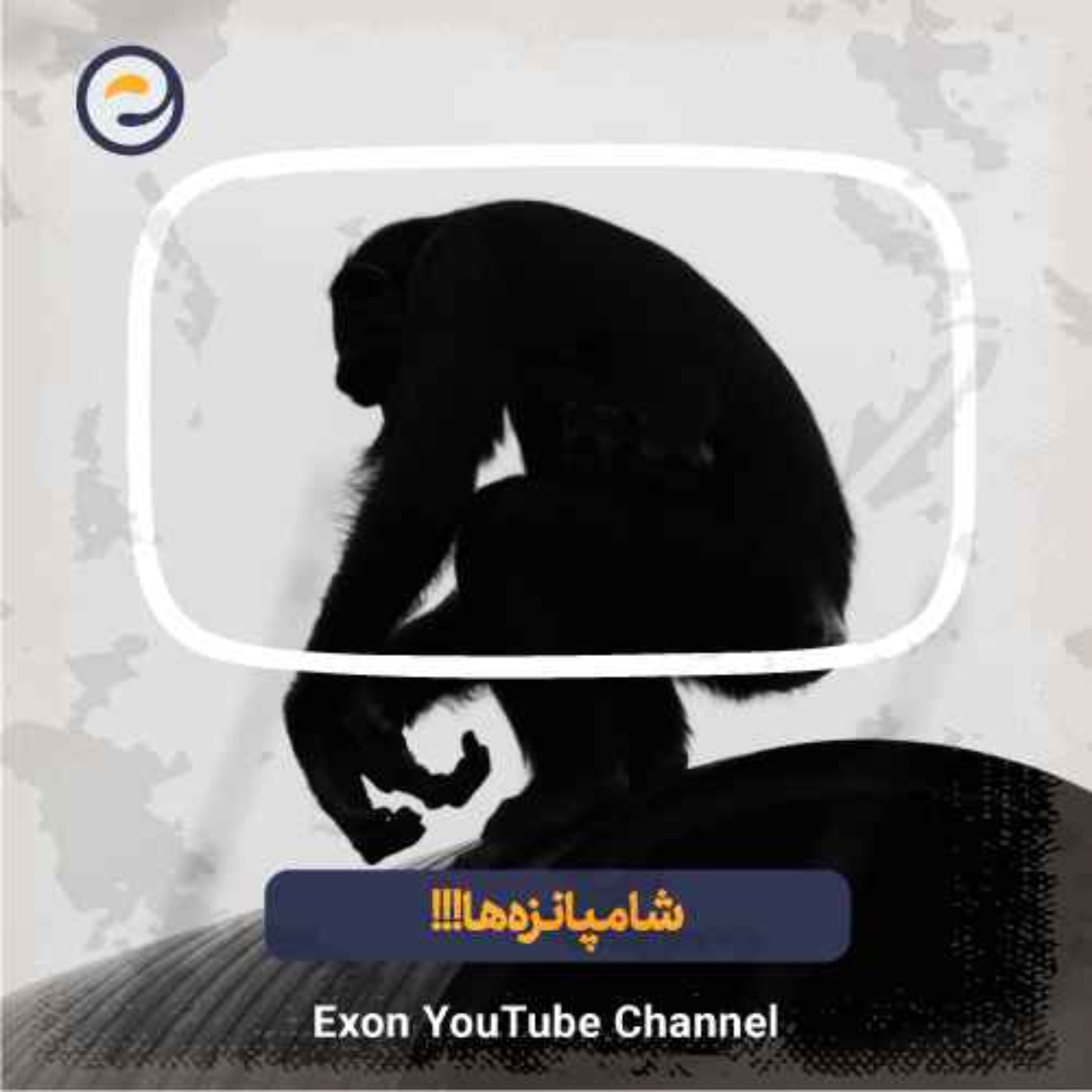 شامپانزه ها، وحشی ترین عموزاده انسان !
