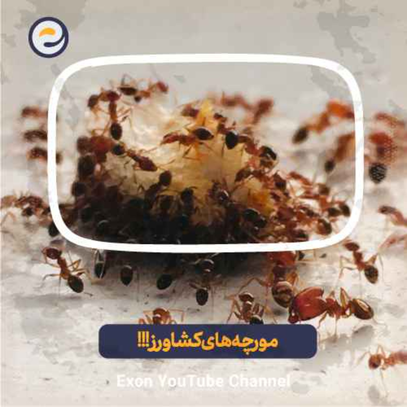 زندگی مورچه‌های کشاورز