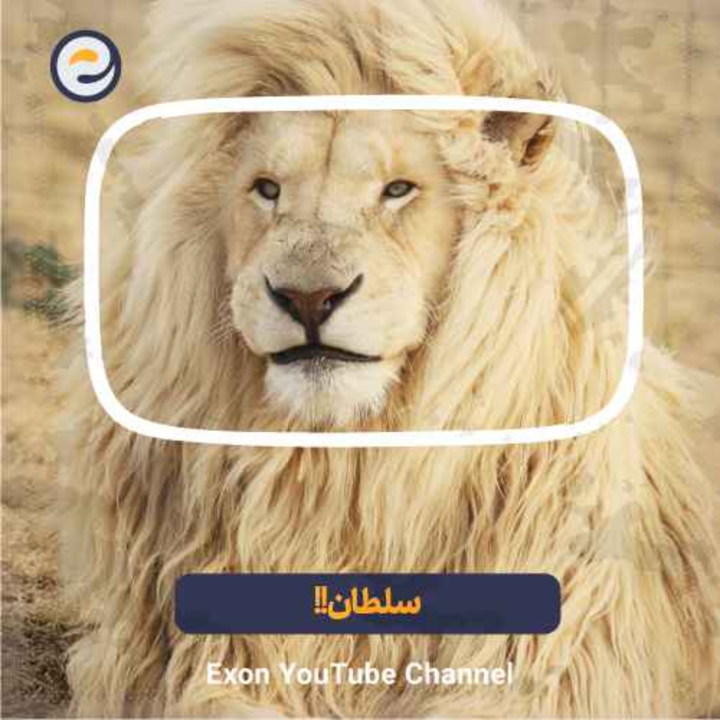 شیرها خطرناک‌ترین شکارچیان جنگل