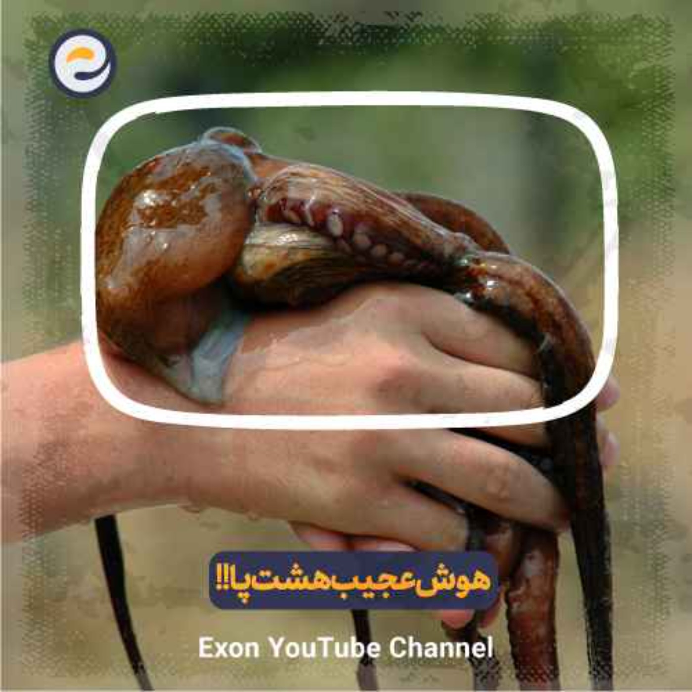 حقایق باورنکردنی درباره هشت‌پا