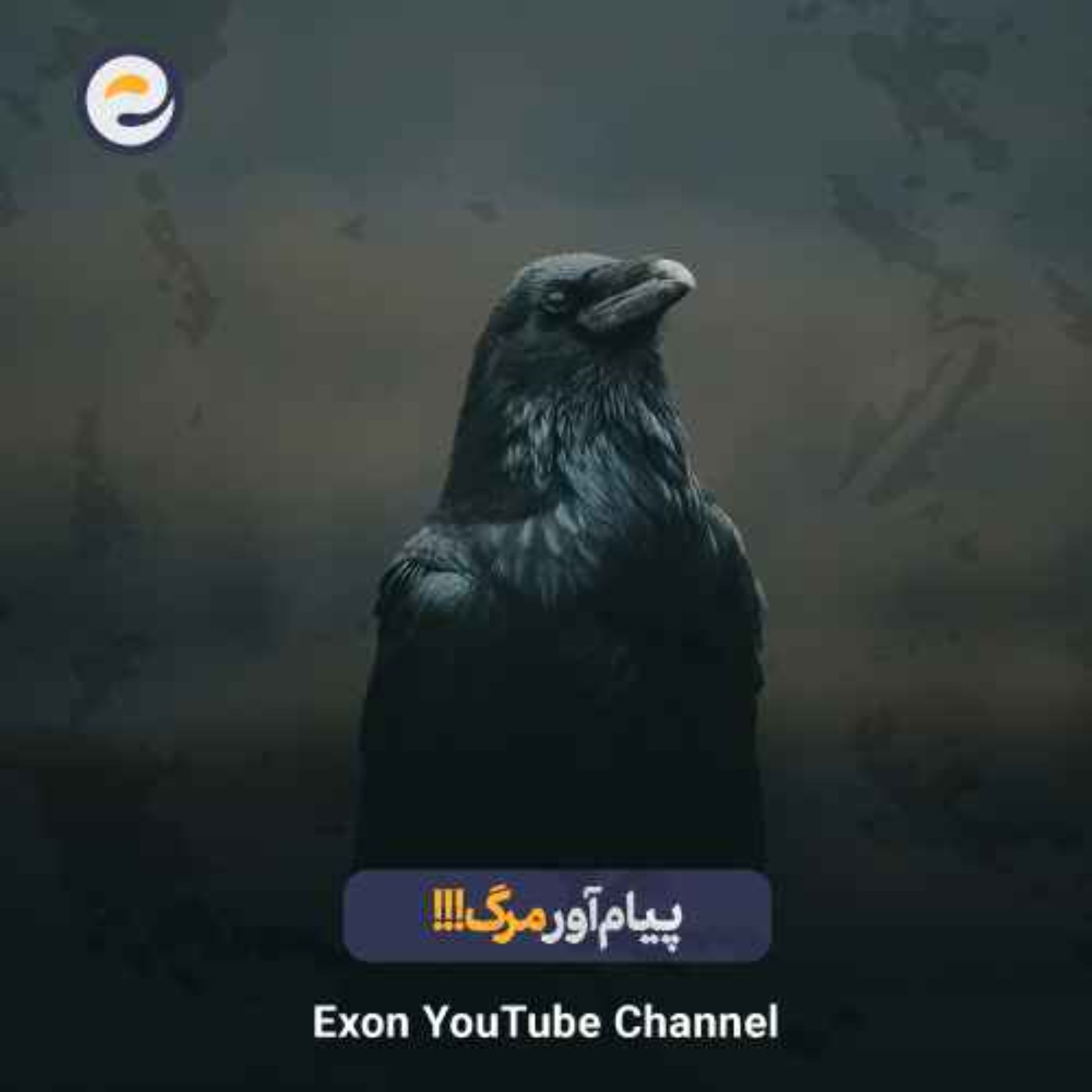 چرا کلاغ‌ها به اندازه یک کودک ۷ ساله باهوش‌اند؟ | عجایب هوش حیوانات