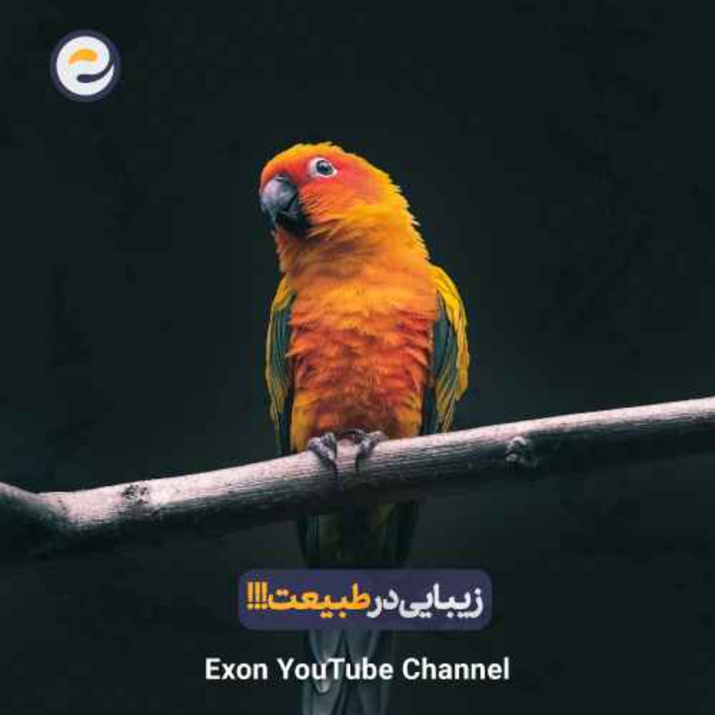 زیباشناسی طبیعت: راز رنگ‌ها و الگوهای حیوانات و انسان
