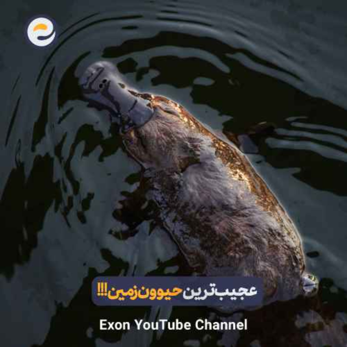 پلاتی‌پوس؛ عجیب‌ترین حیوان زمین با منقار اردک و زهر مار!