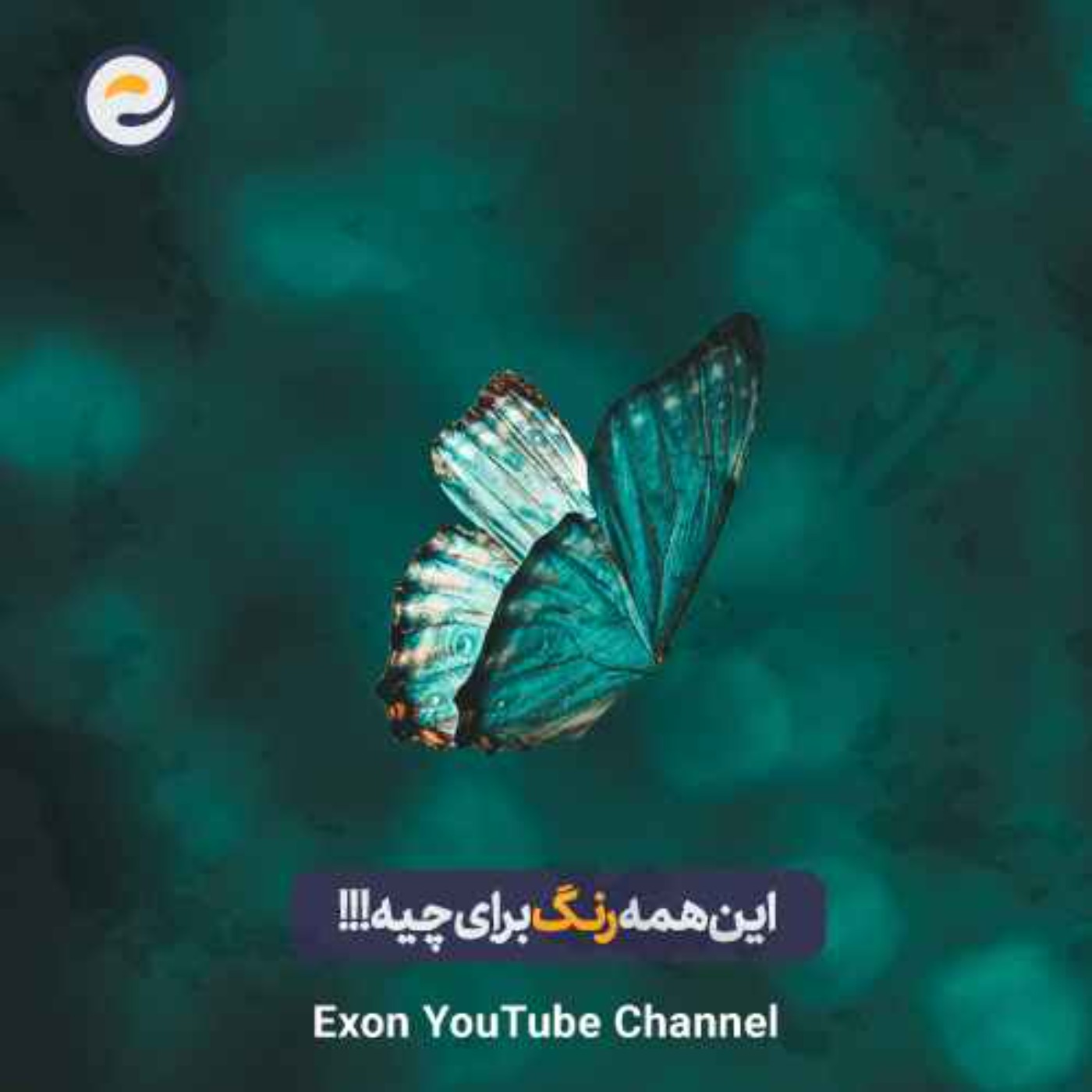 چرا پروانه‌ها و پرنده‌ها این‌قدر رنگی هستن؟ | زیبایی در خدمت بقا