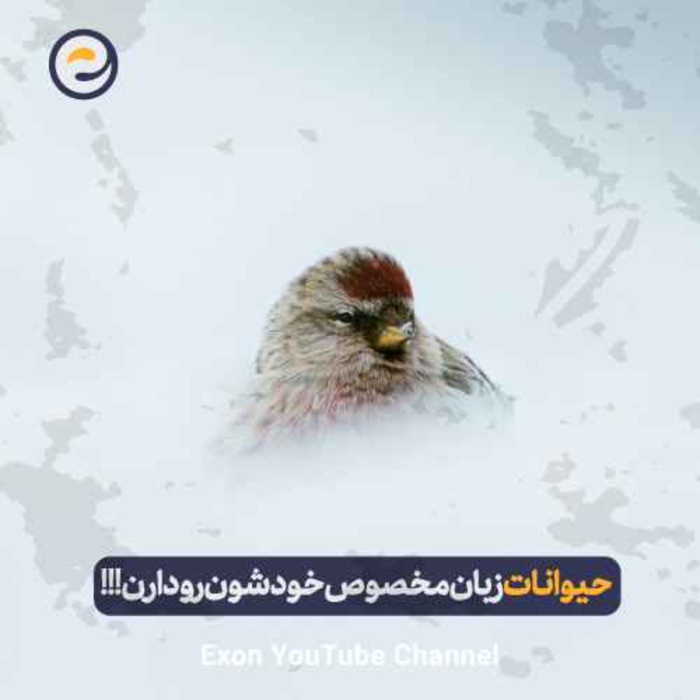آیا حیوانات هم زبان مخصوص خودشون رو دارن؟