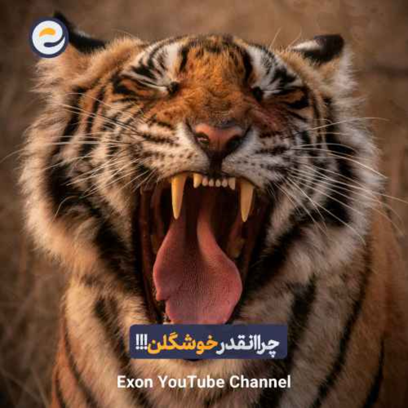 چرا بدن حیوانات این‌قدر زیباست؟