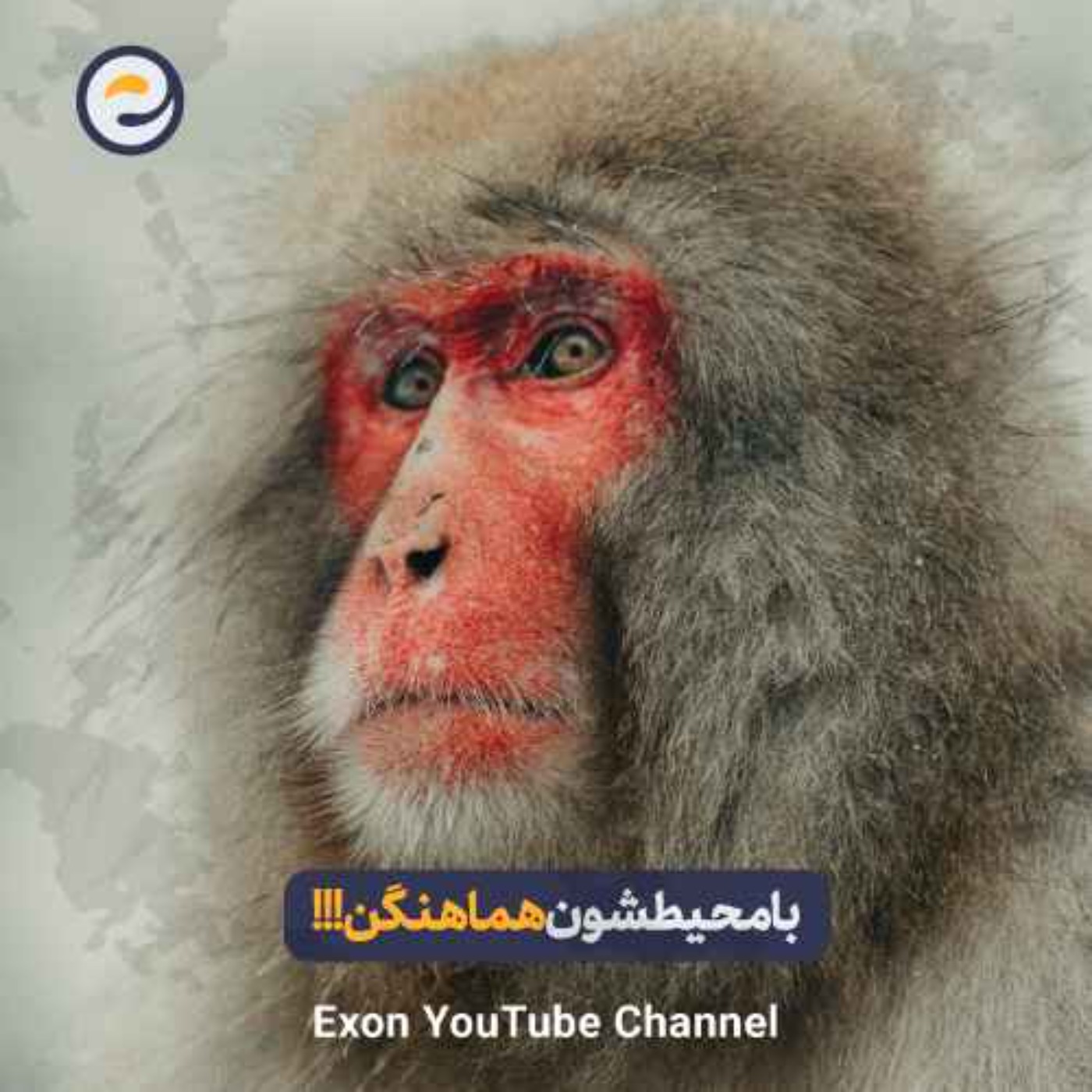 راز طراحی بدن حیوانات | از پوست سخت حشرات تا پرهای رنگارنگ پرندگان!