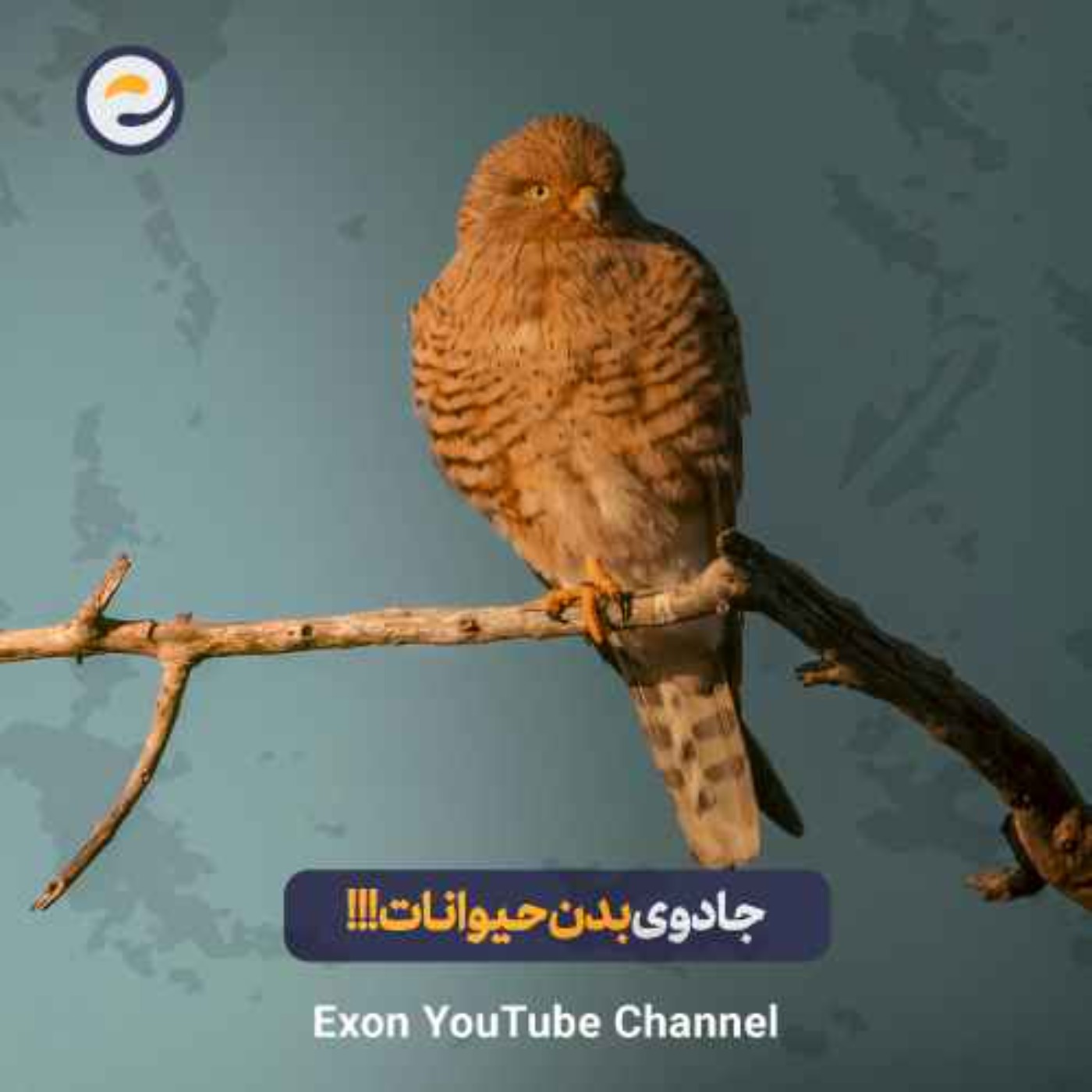 راز الگوهای عجیب حیوانات | از ریخت‌زا تا جادوی پوست پلنگ!