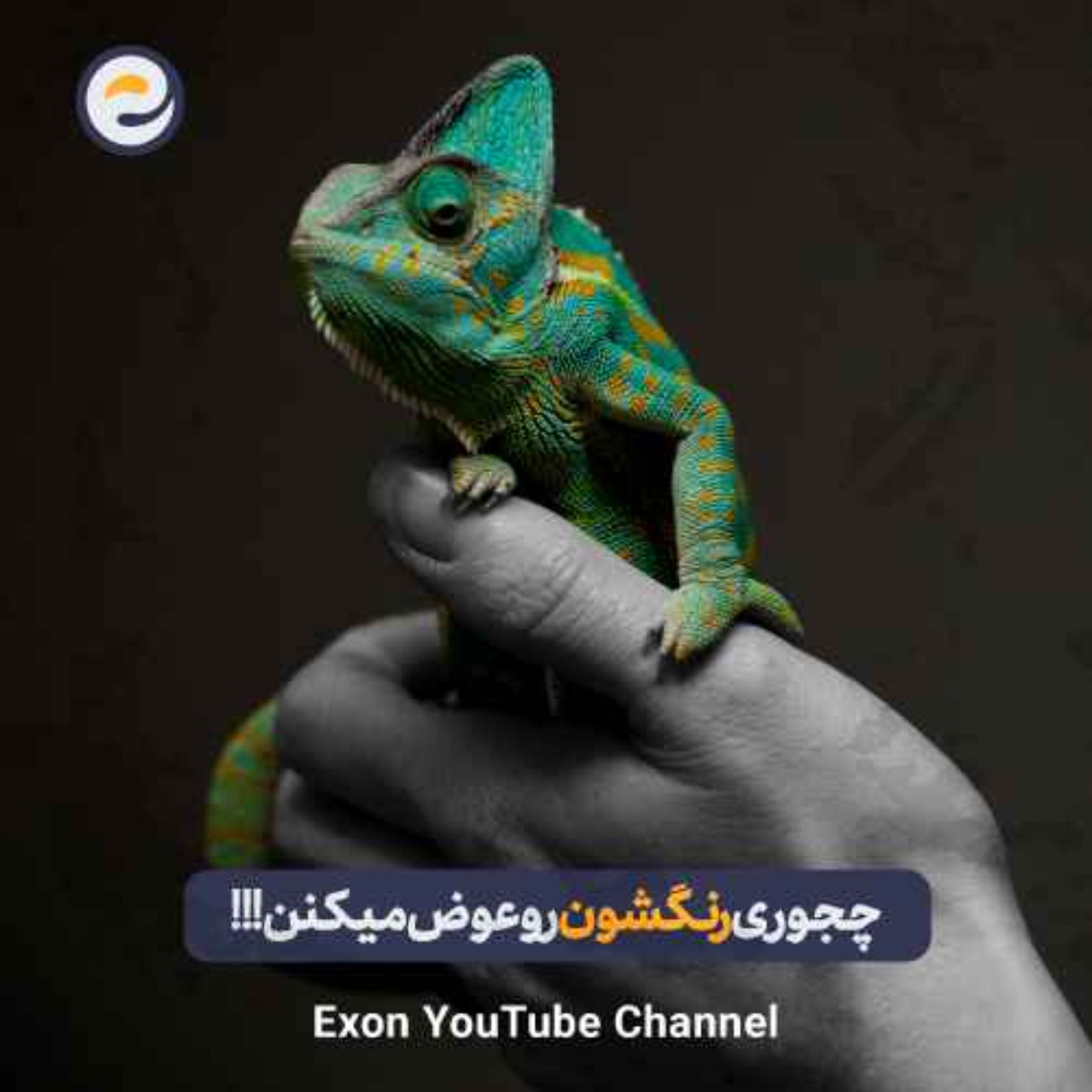 راز رنگ عوض کردن حیوانات: از آفتاب‌پرست تا اختاپوس | علم پشت تغییر رنگ جانوران