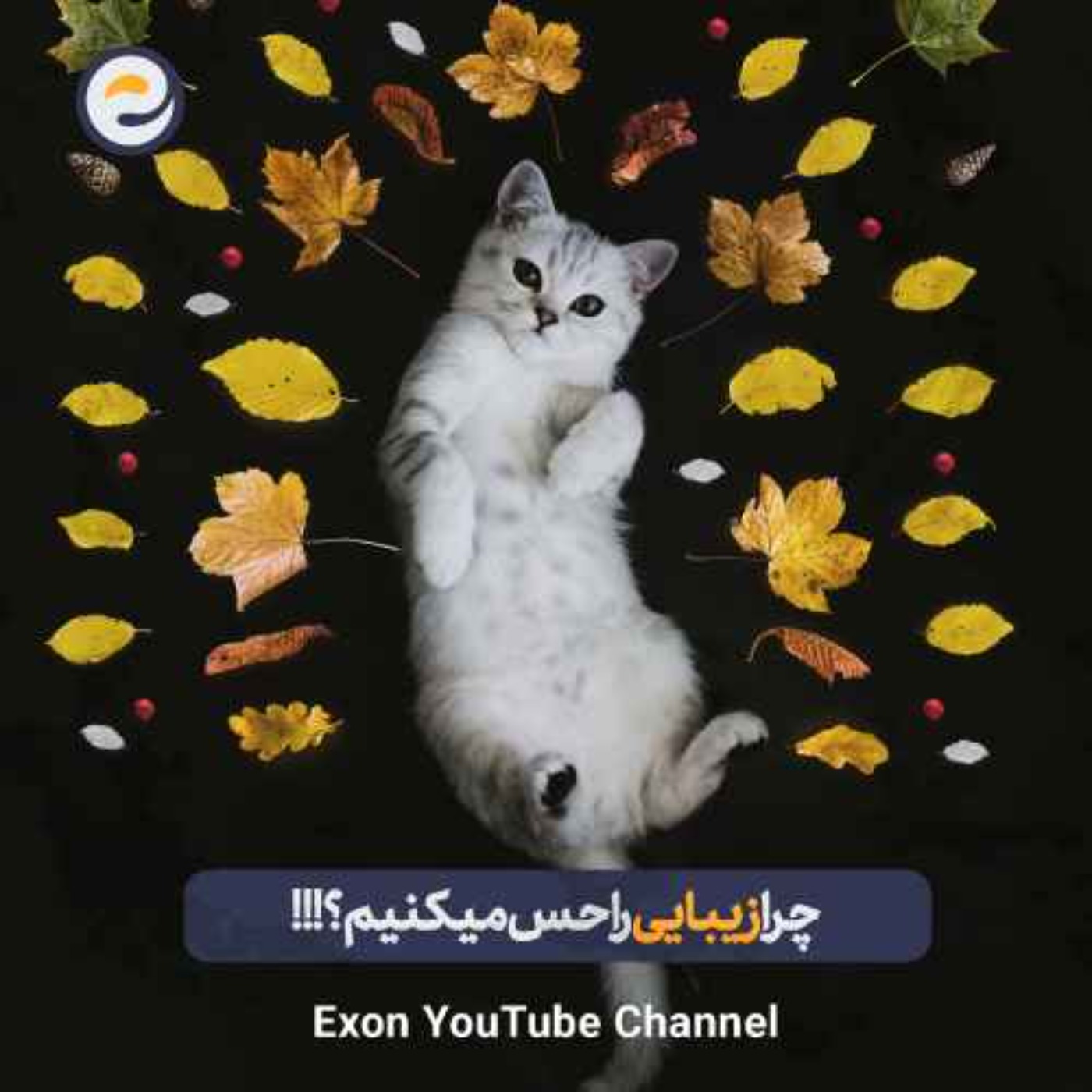 چرا عاشق بعضی چیزها می‌شویم؟