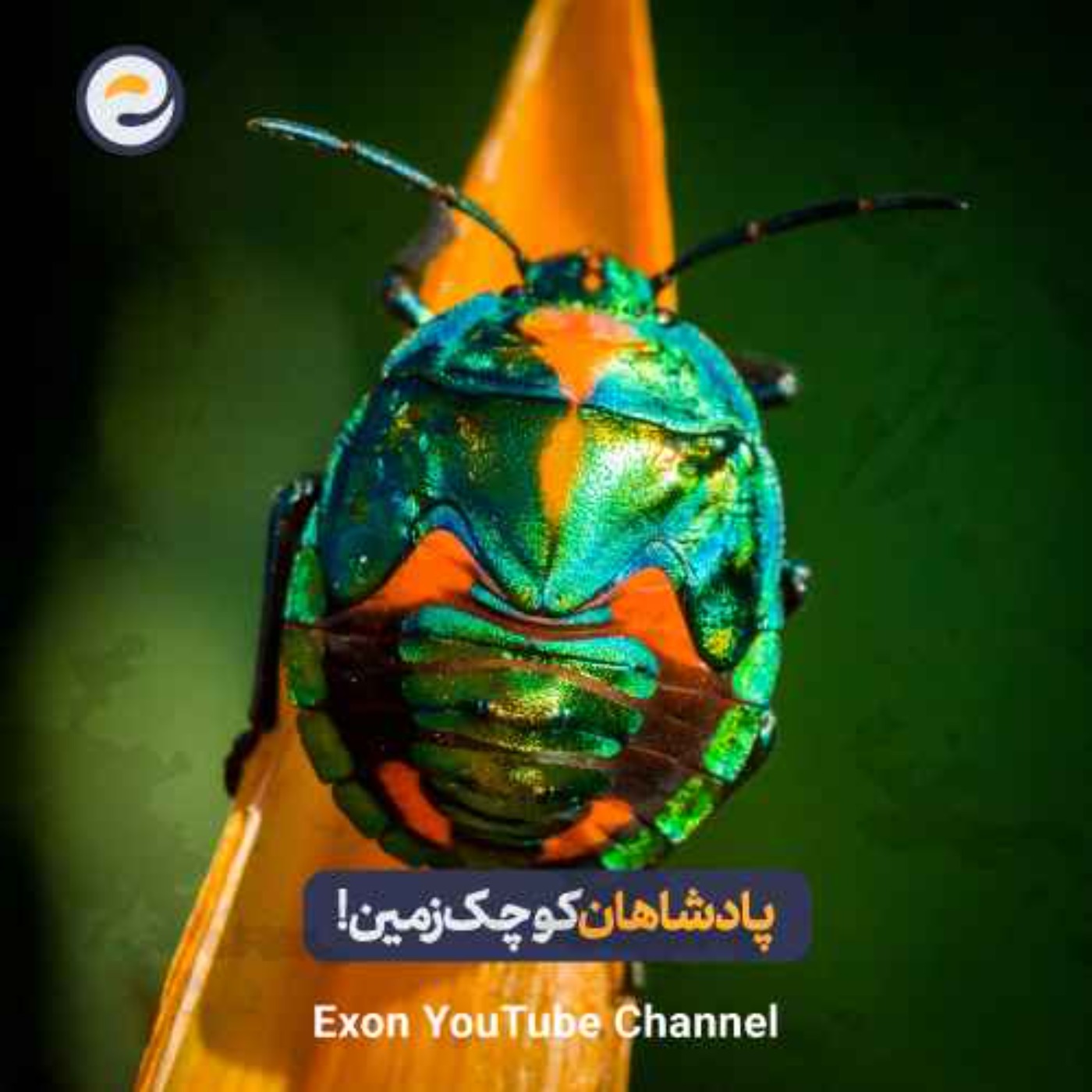 شکل بدن پادشاهان کوچک زمین | آناتومی شگفت‌انگیز حشرات