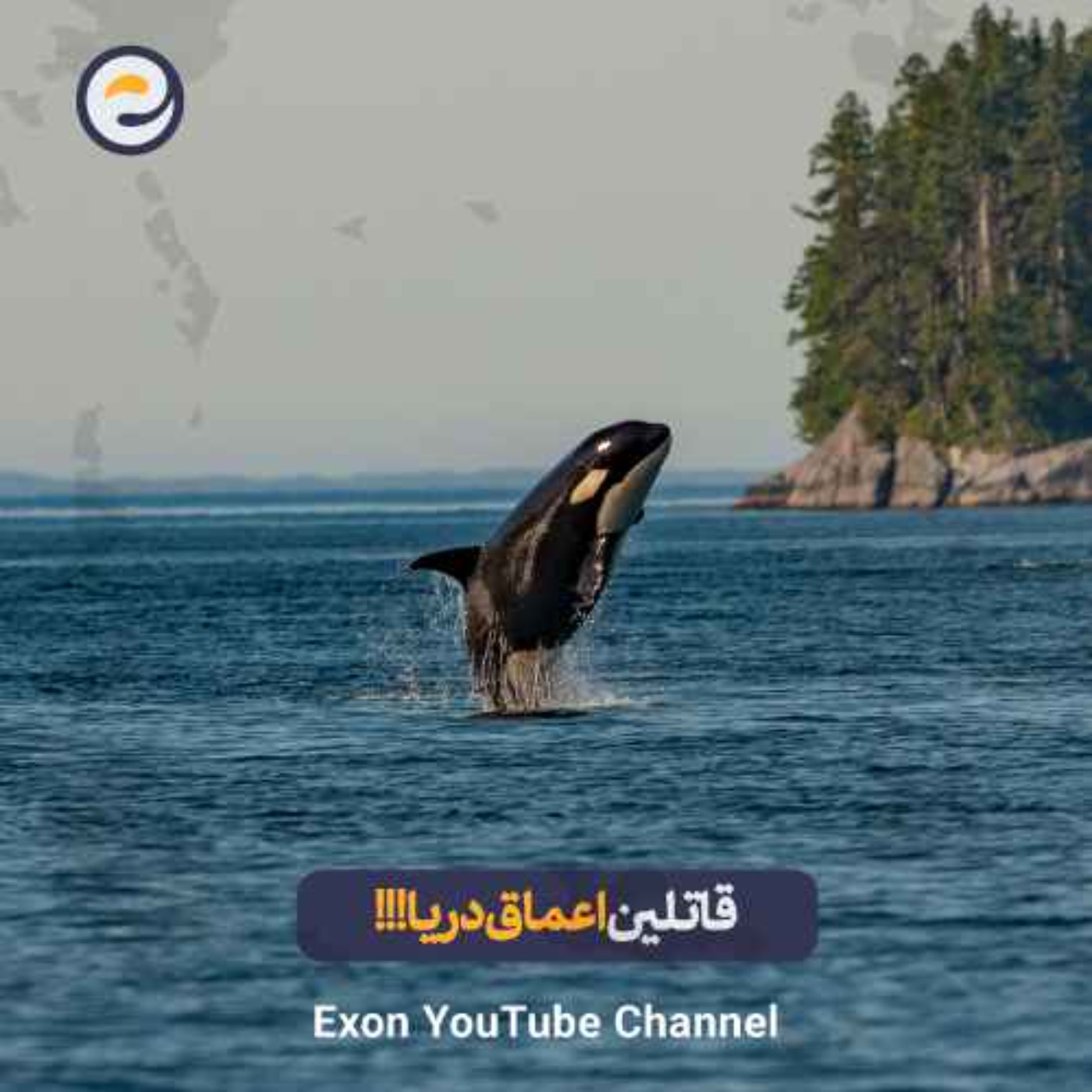 نهنگ قاتل (اورکا): نابغهی بیرحم اقیانوس | باهوشترین شکارچی طبیعت نهنگ قاتل (اورکا): نابغهی بیرحم اقیانوس | باهوشترین شکارچی طبیعت