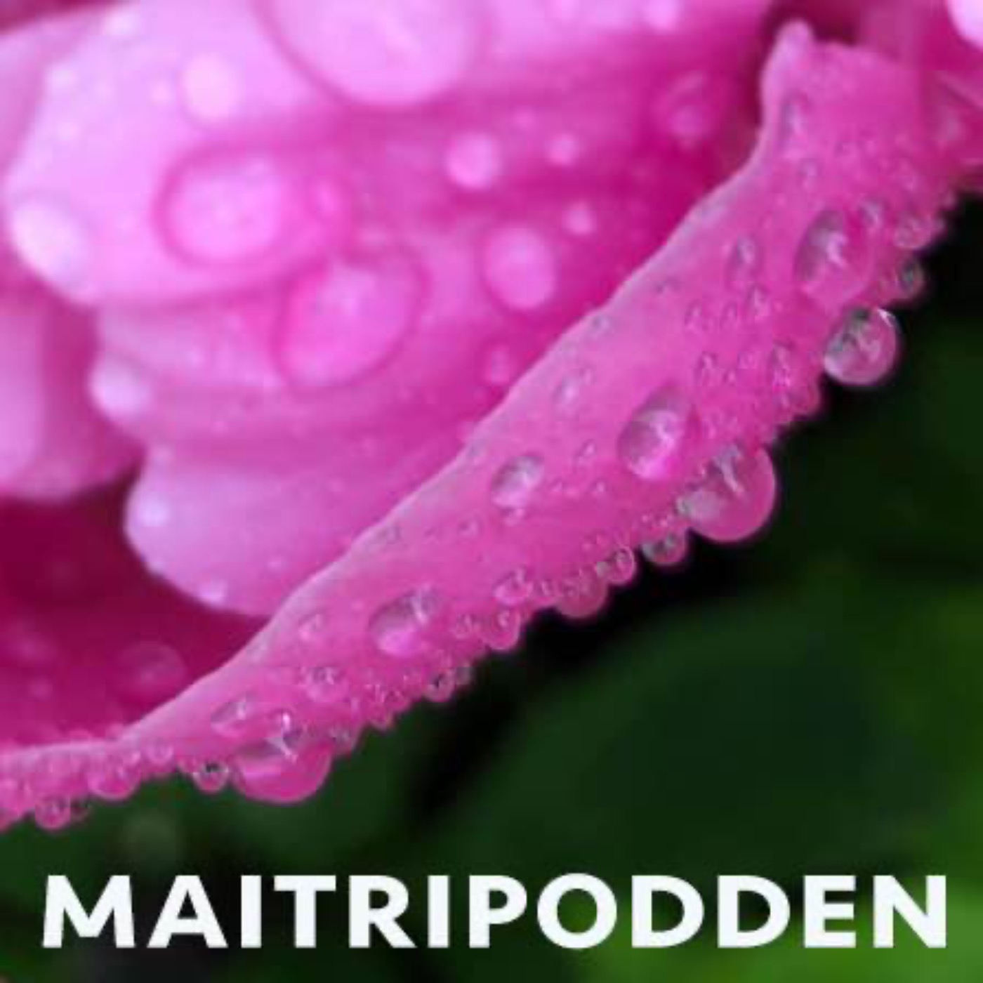 Maitripodden – Viryabodhi